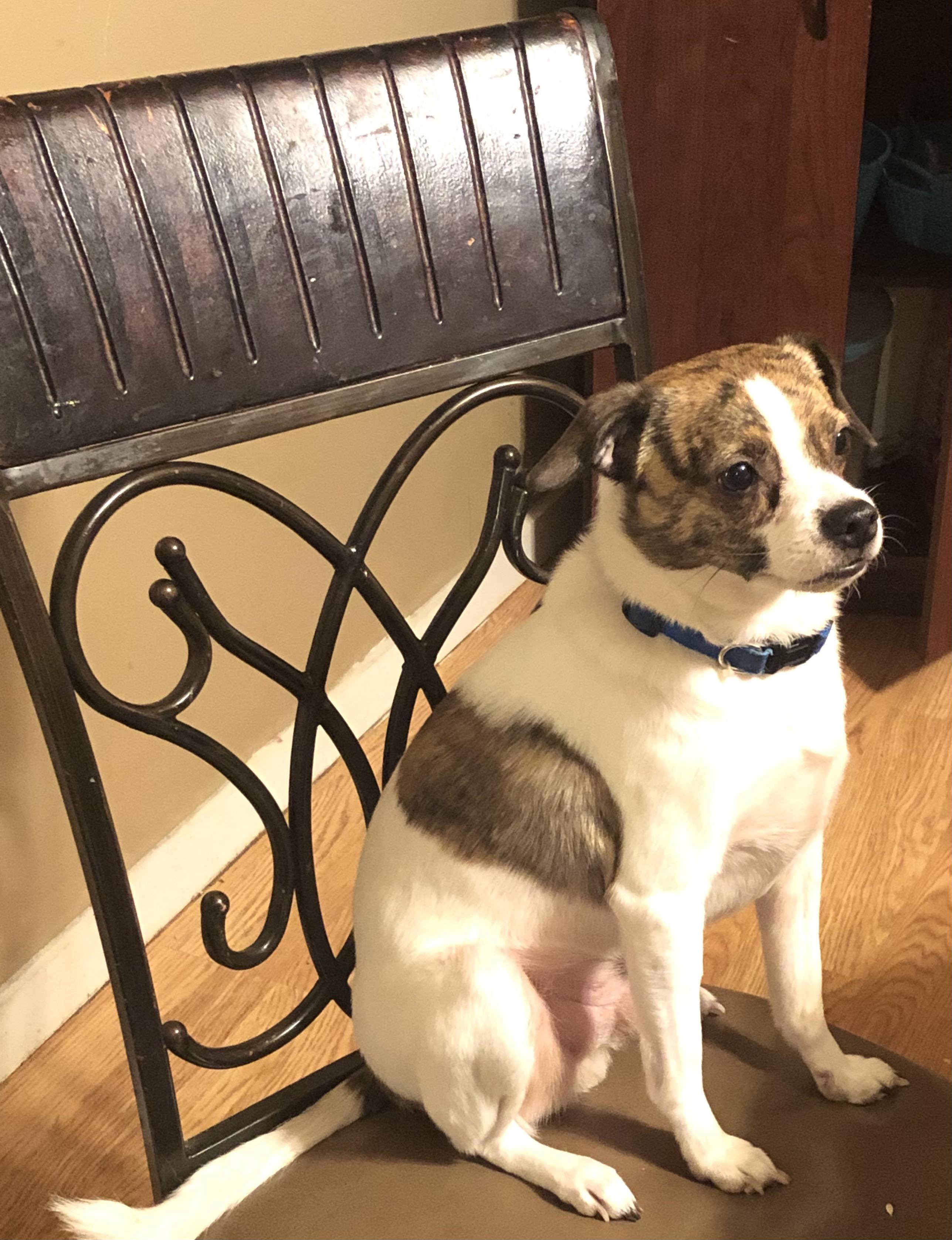 A picture of my dog sitting for attention and treats r/rarepuppers