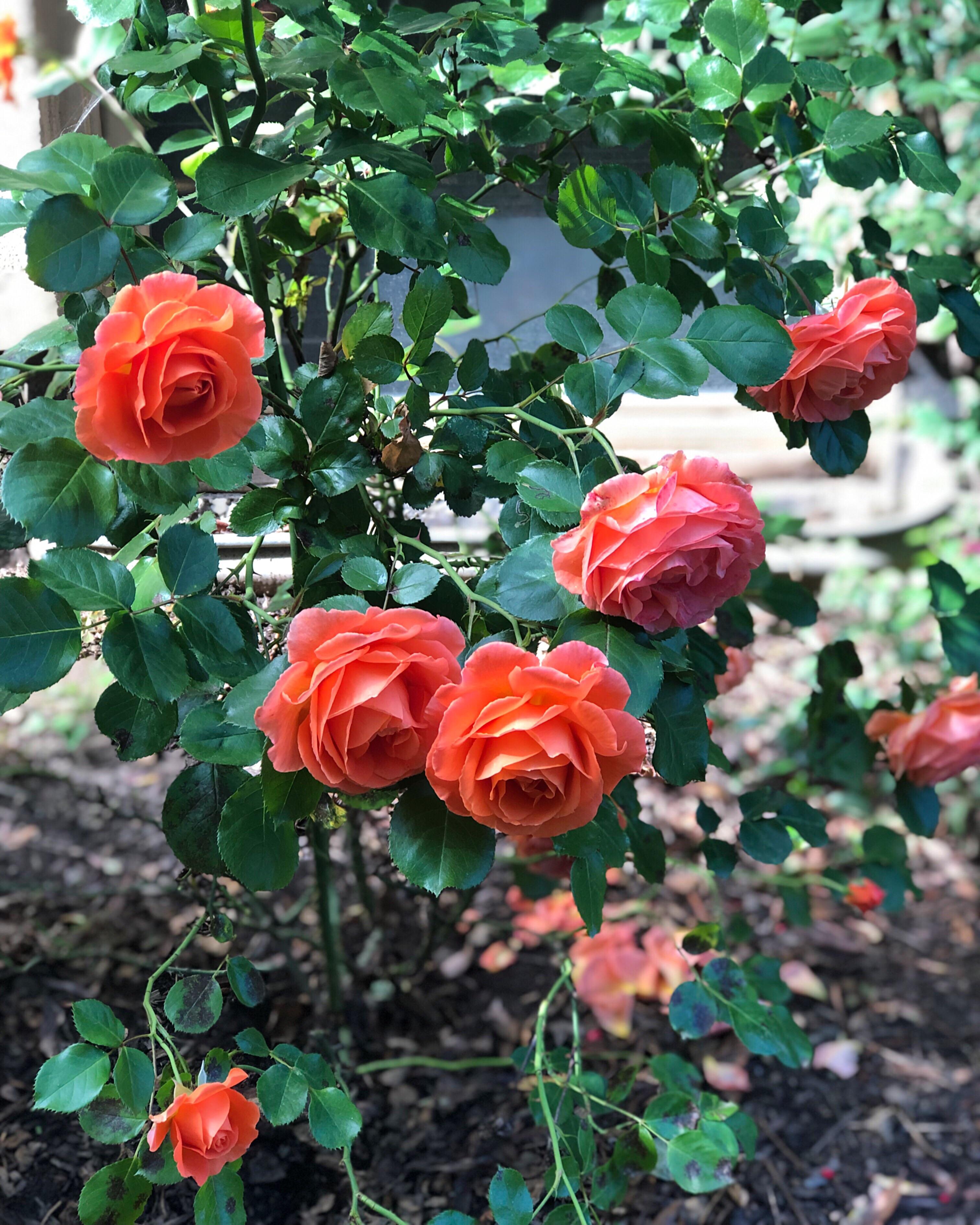 The roses are in bloom in the city of roses! r/Portland