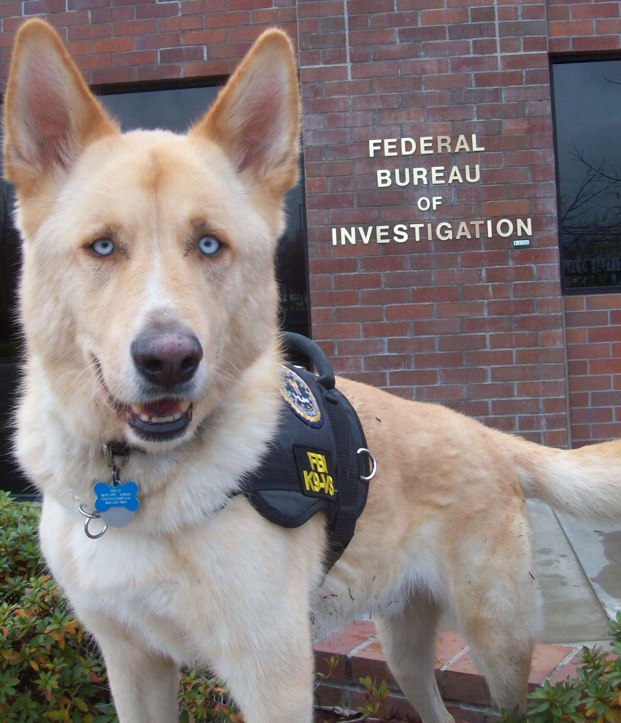 A husky FBI K9?! r/husky