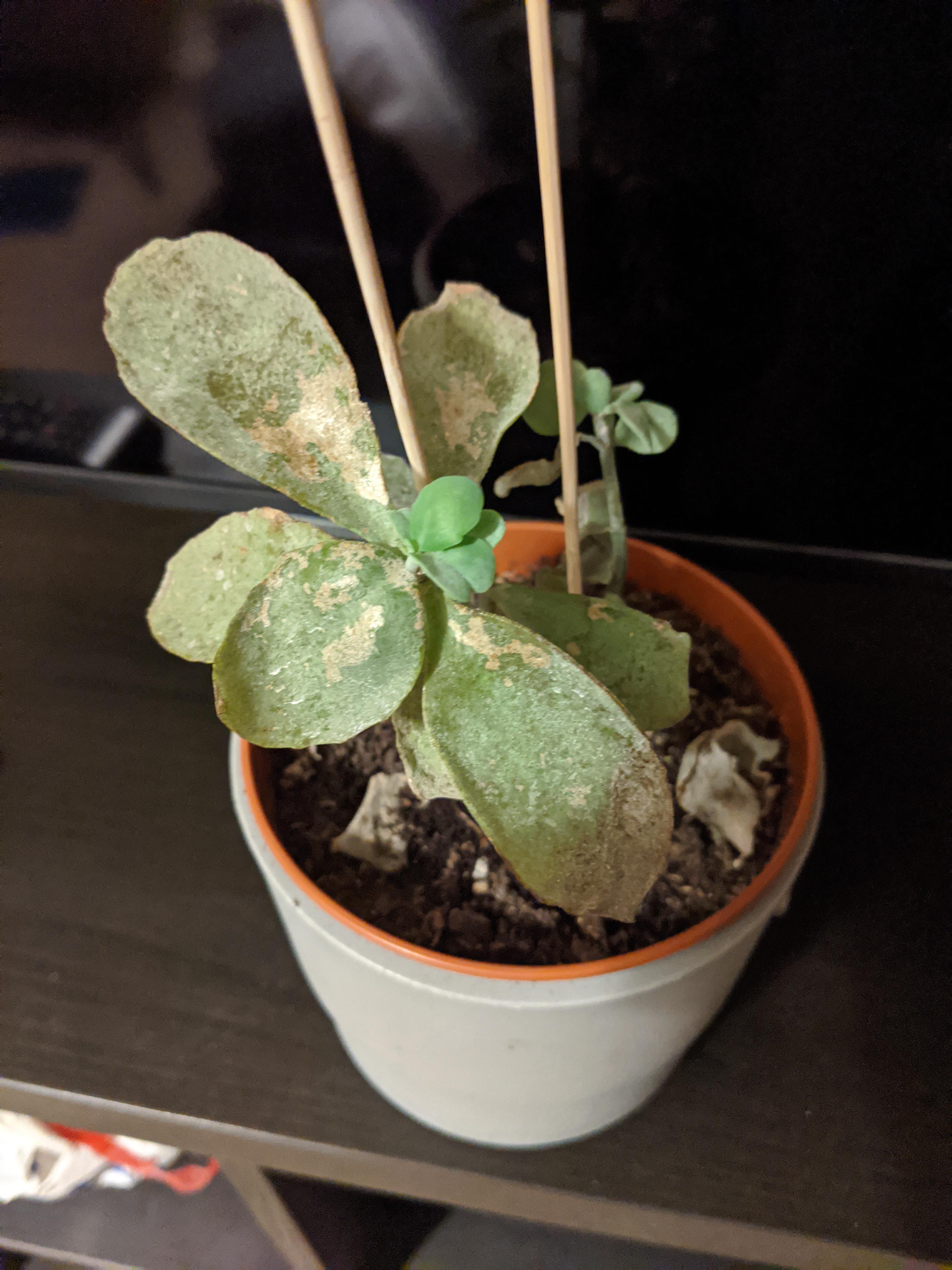 Help please! Succulent in distress! The leaf discoloration literally
