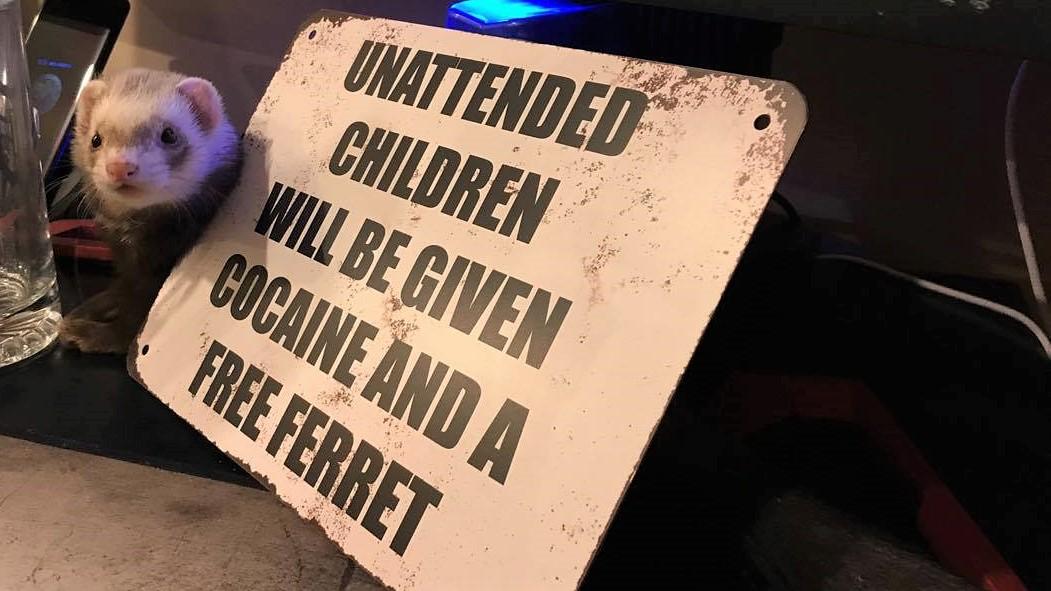 Free Ferret! *Terms and Conditions Apply r/ferrets