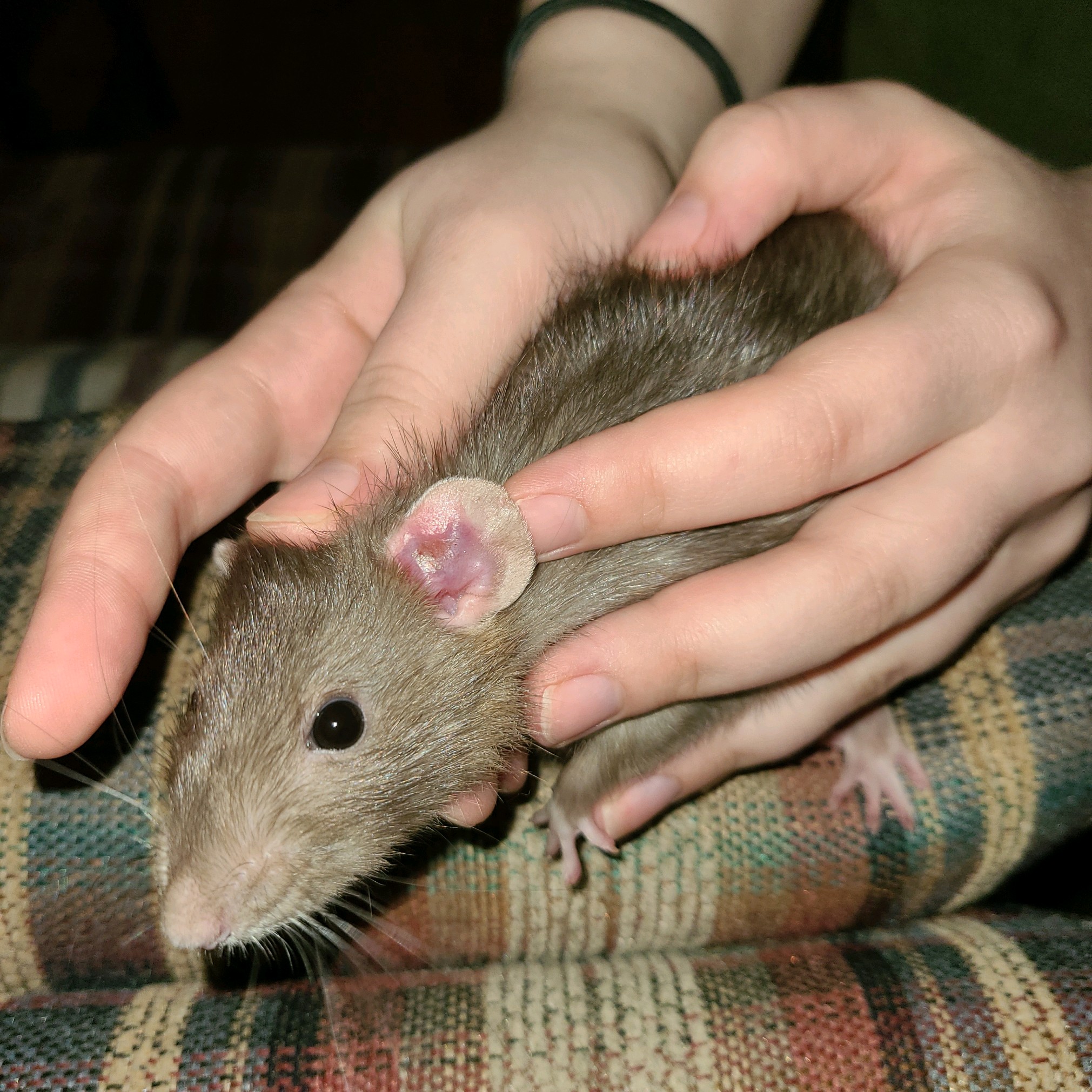 Rat Has Squishy Lump on Ear, Unsure of What it is, Can Anyone Help? r