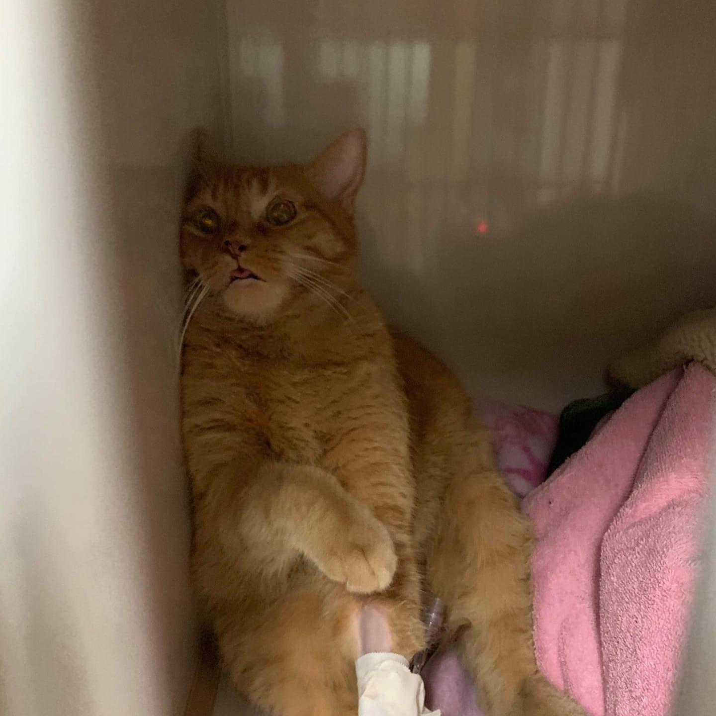 My cat Bob recovering from a dental surgery while still in hospital