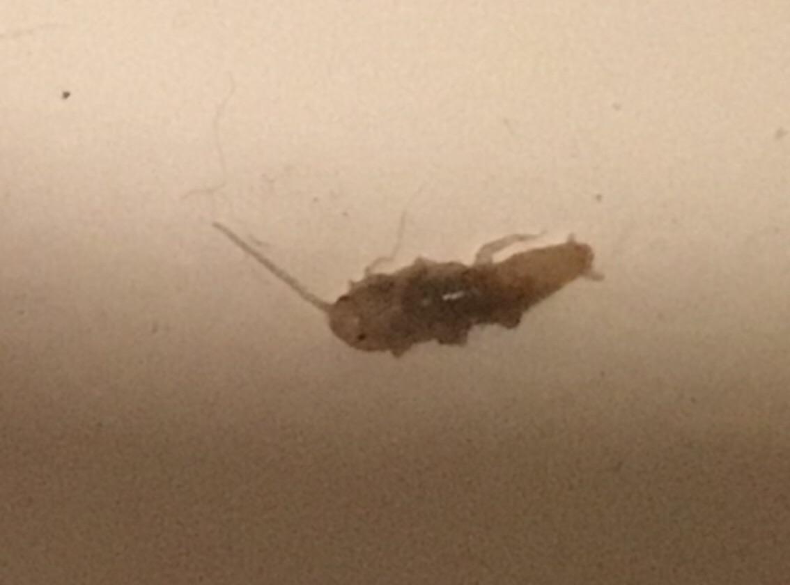 Is this a baby earwig? I felt something crawl from my hair into my ear