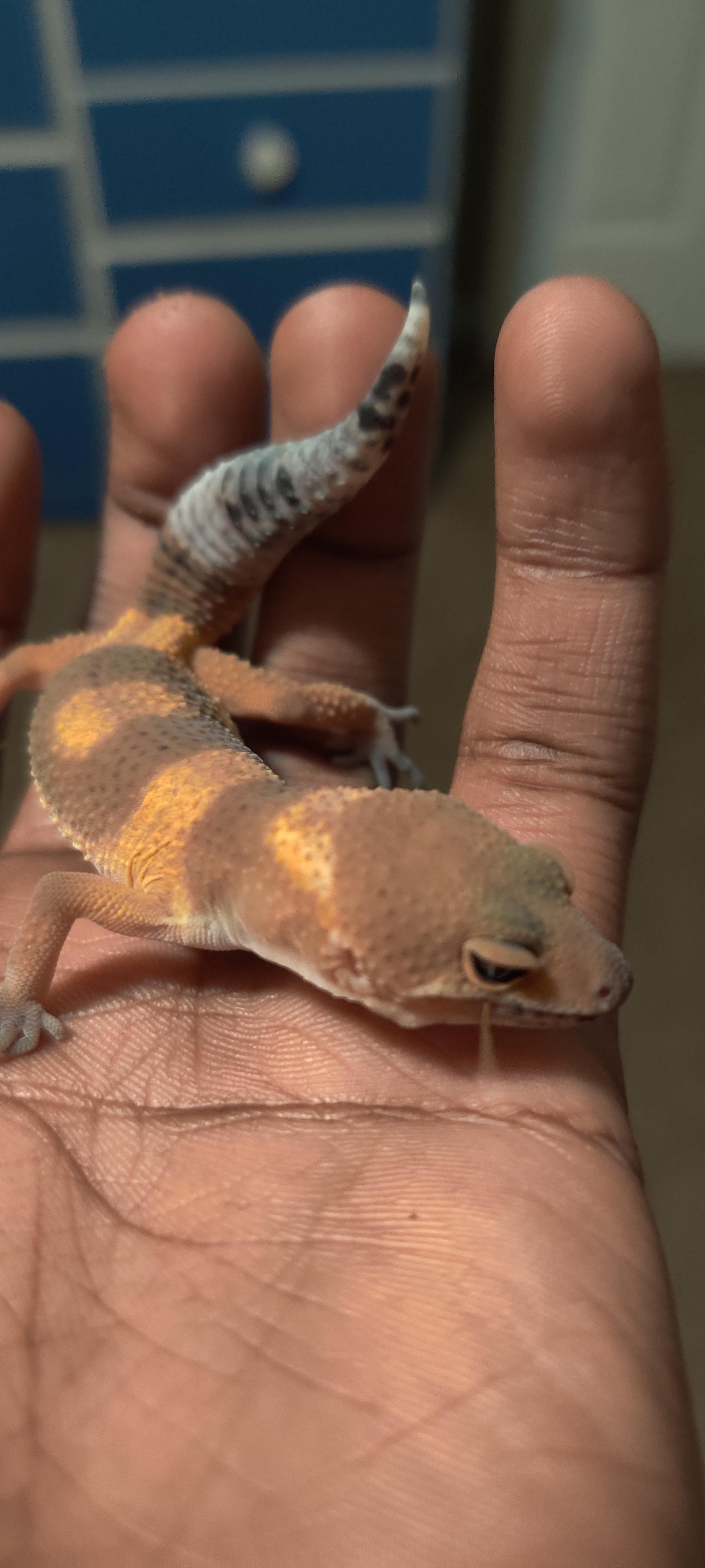I caught my 3 month old eating the coconut fiber substrate in her cage