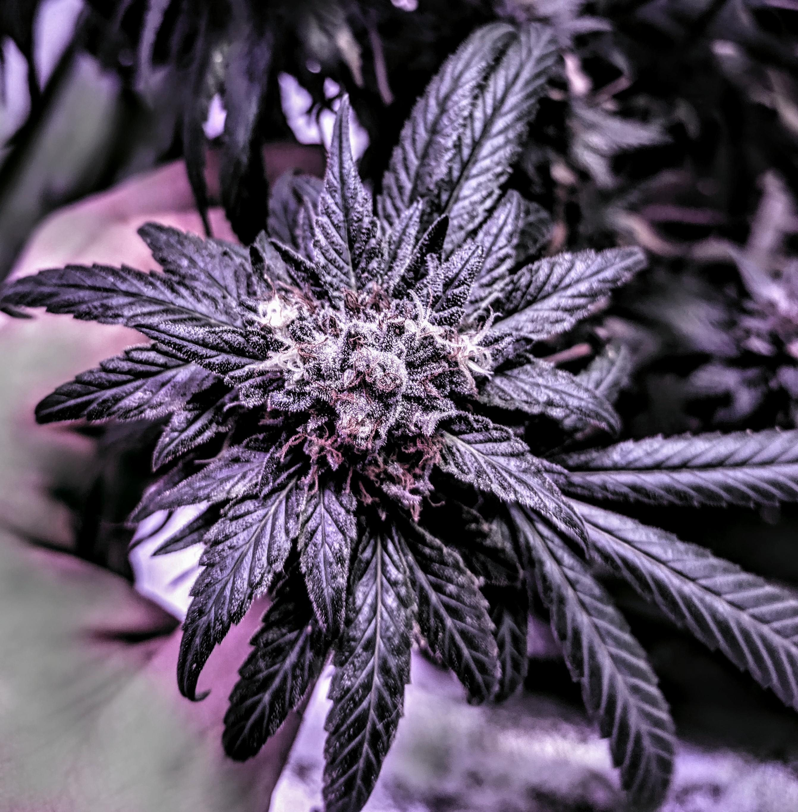 Death bubba week 7 r/canadagrows