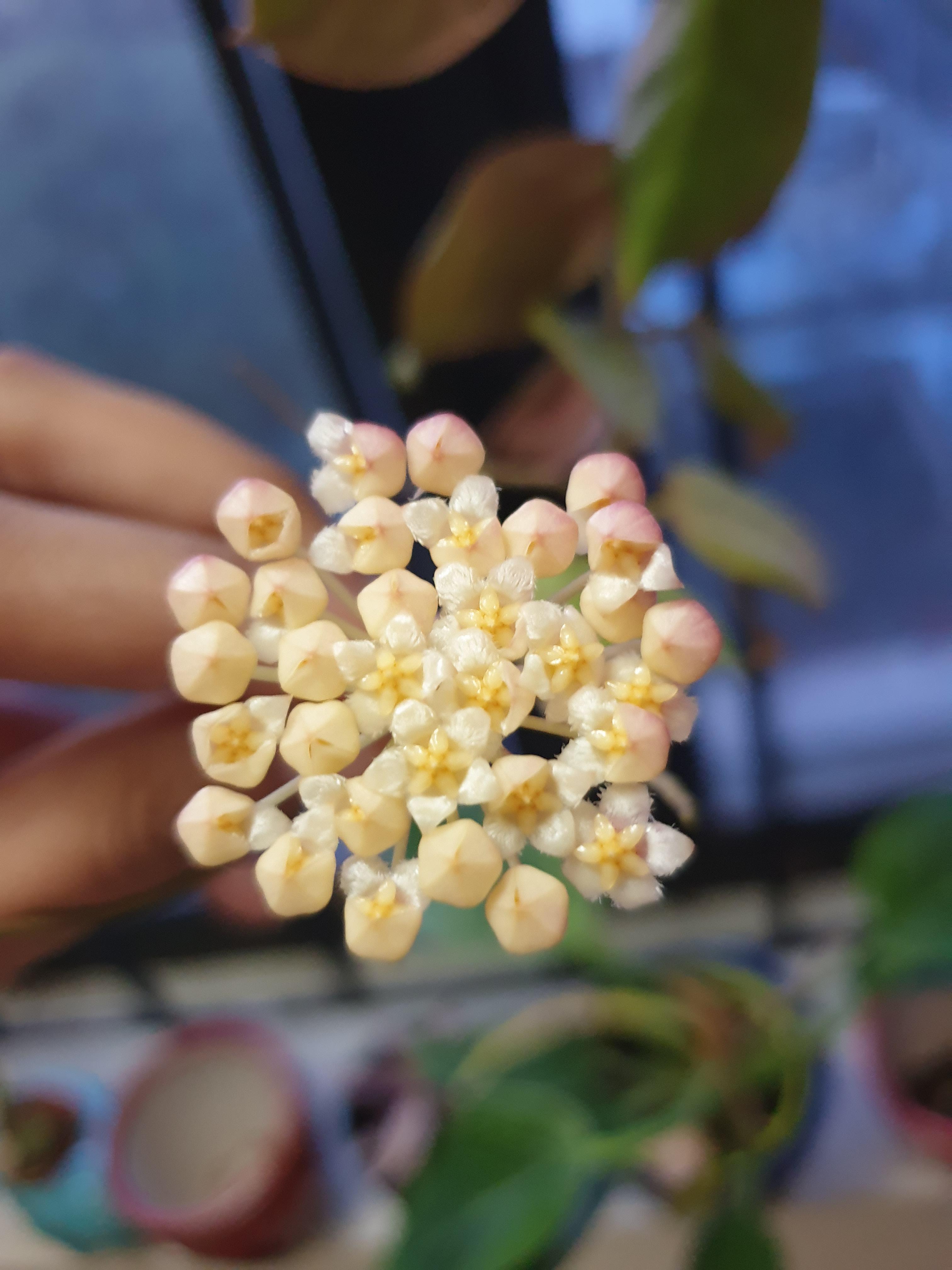 Hoya blooms smell amazing r/houseplants