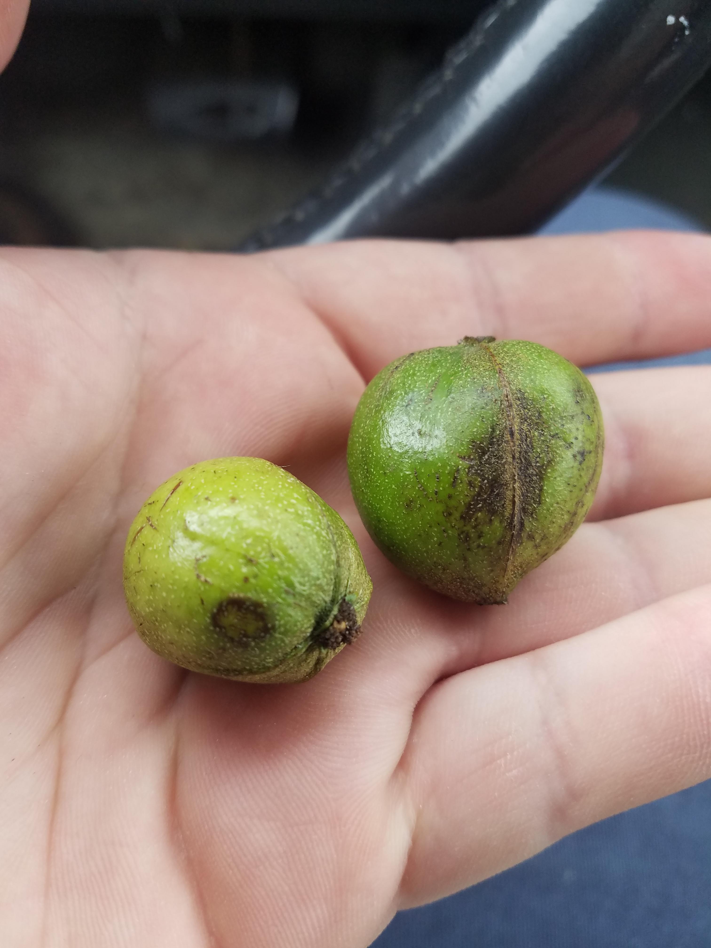 Help with an identifying nut found in west MI. r/marijuanaenthusiasts