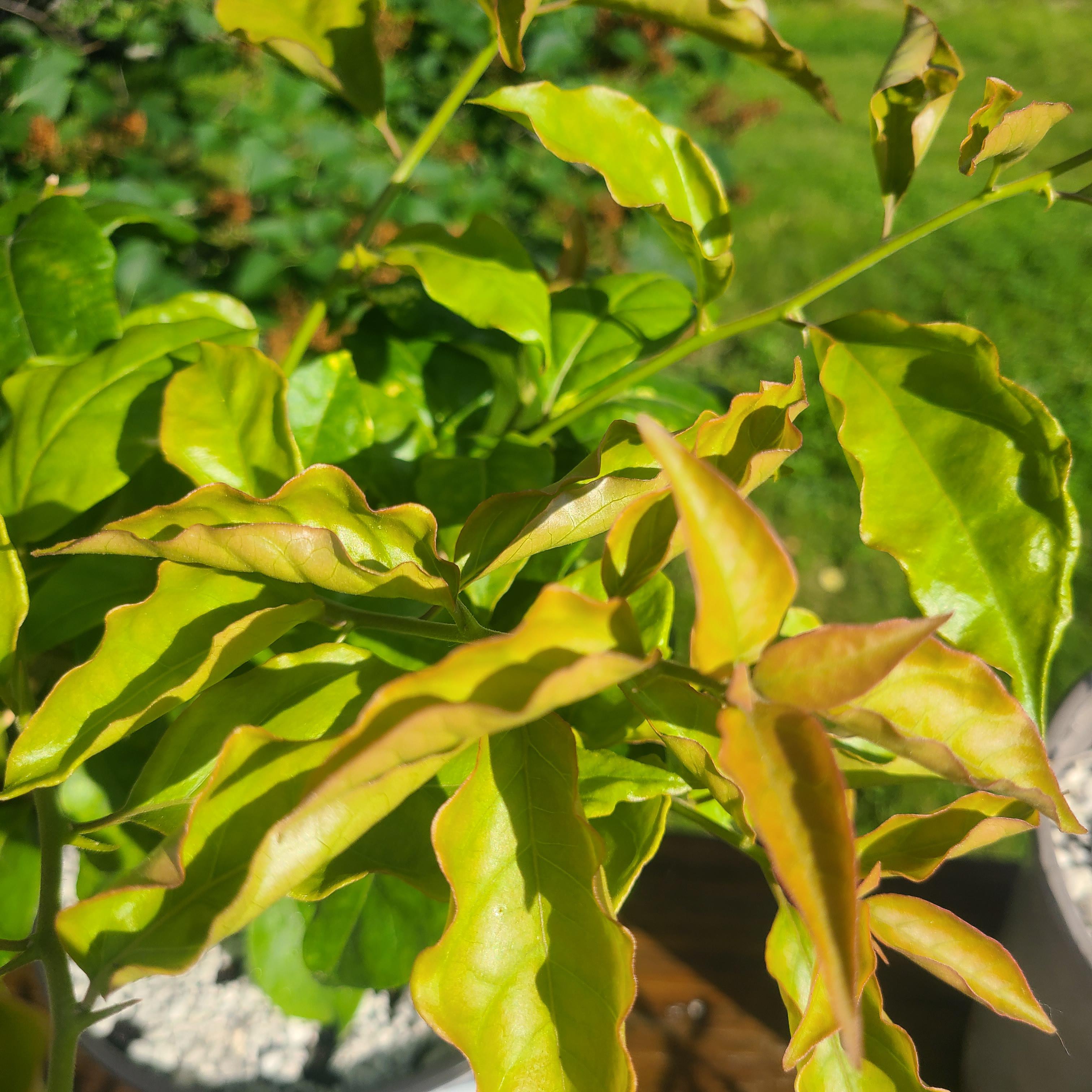Bougainvillea curling taco leaves r/plantclinic