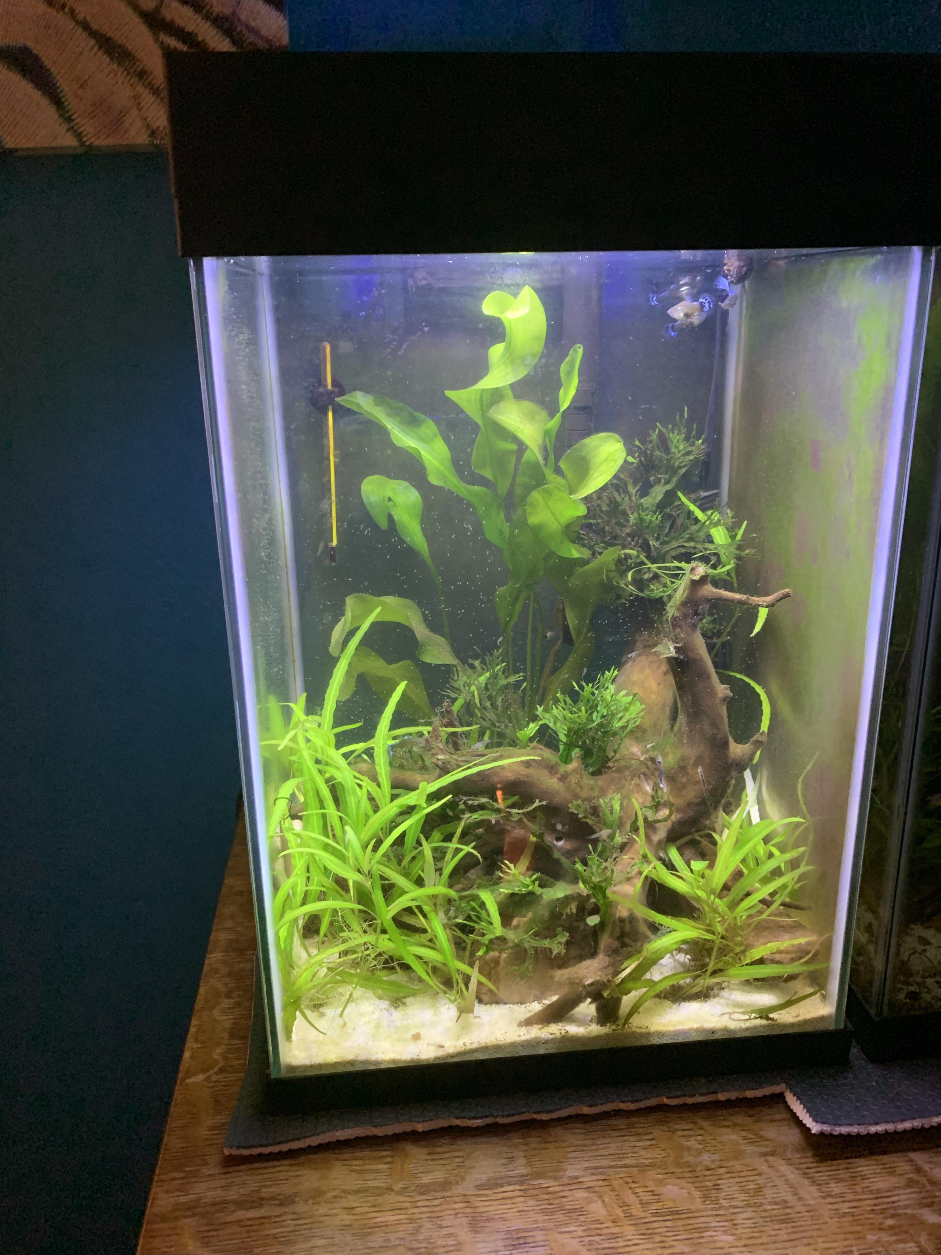10 gallon tall medium planted with a few guppies. r/Aquariums