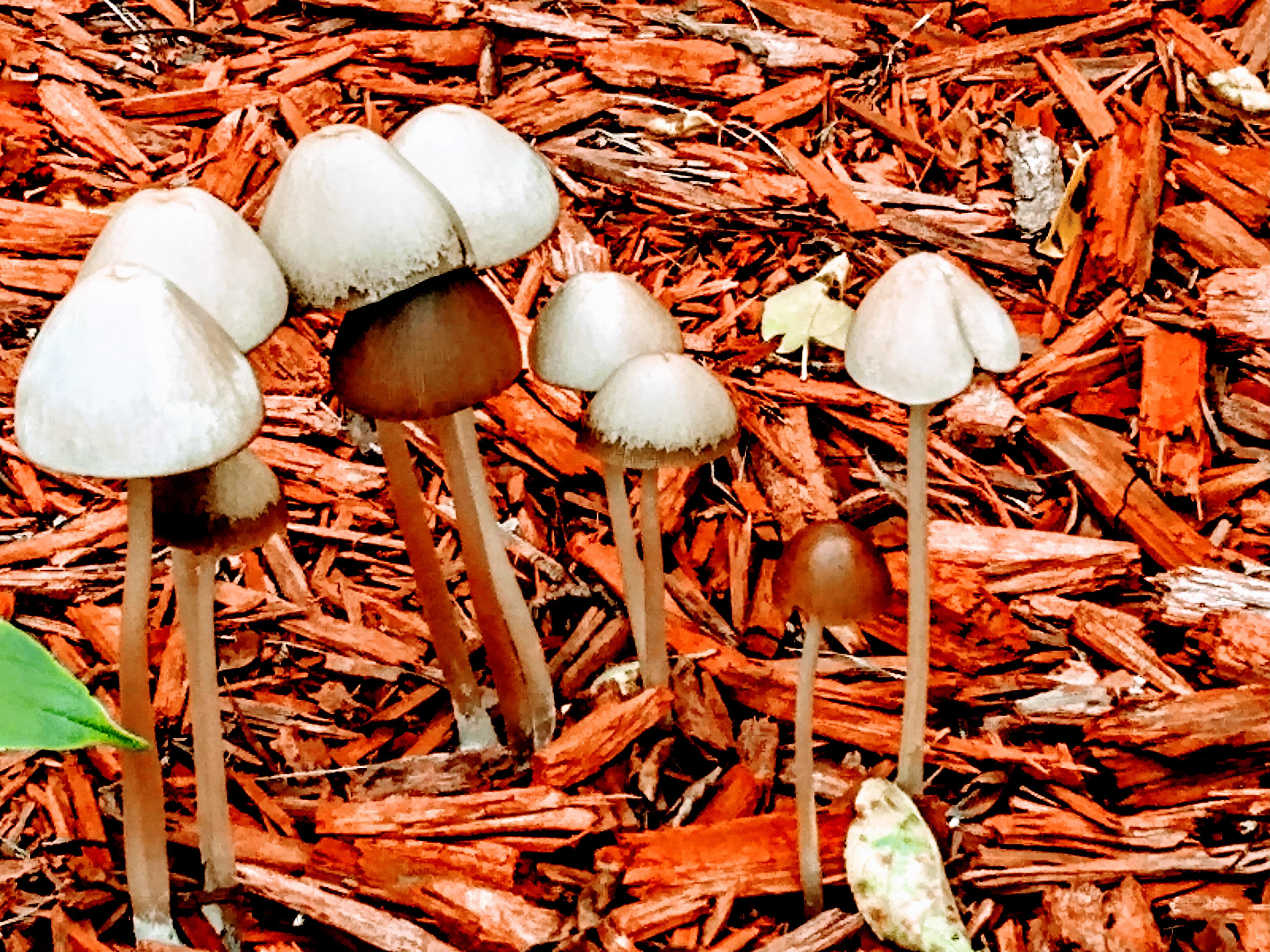 ITAP of some mushrooms in my flower bed. r/itookapicture