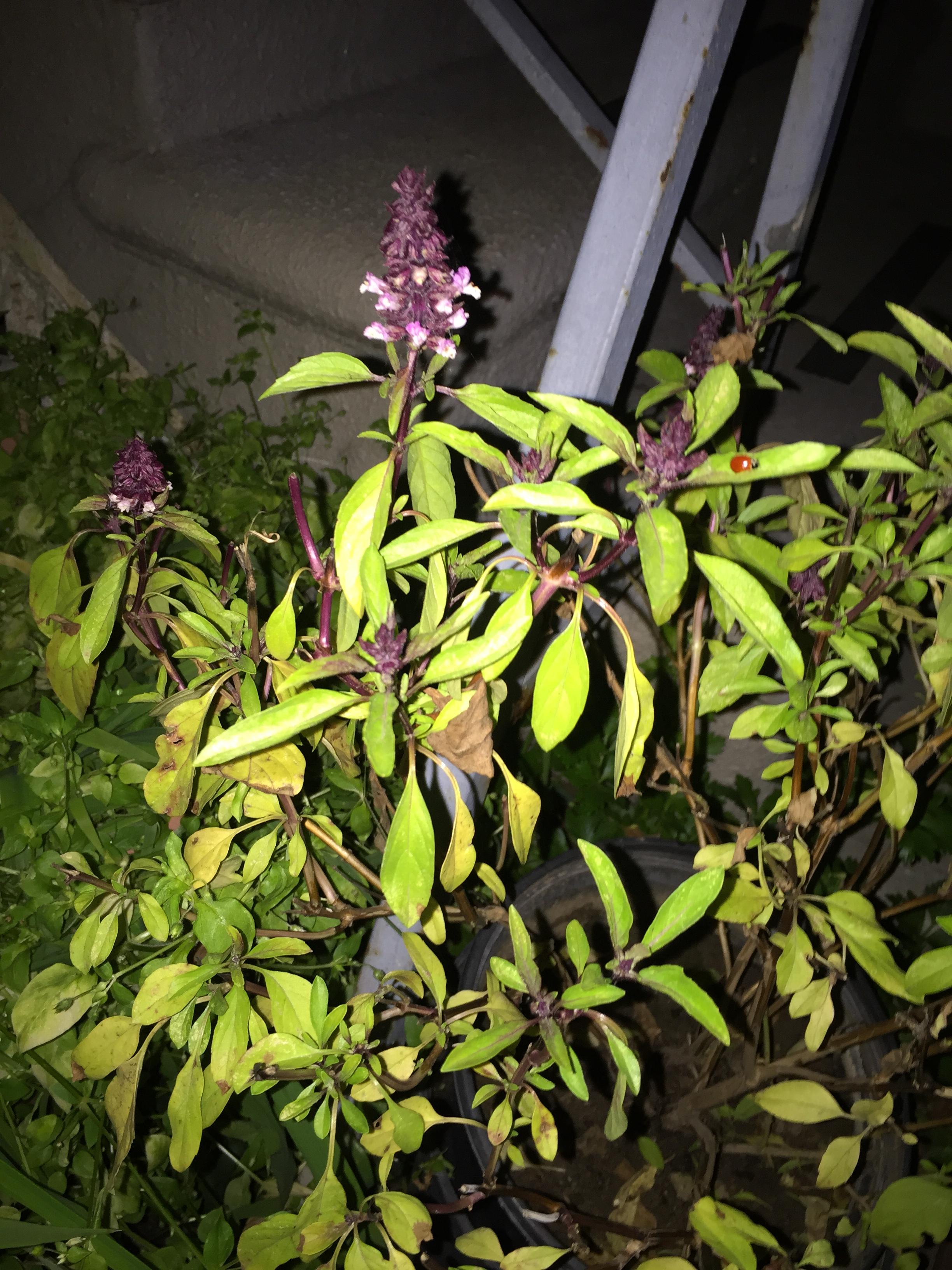 I think this is some kind of herb? The leaves smell faintly of black