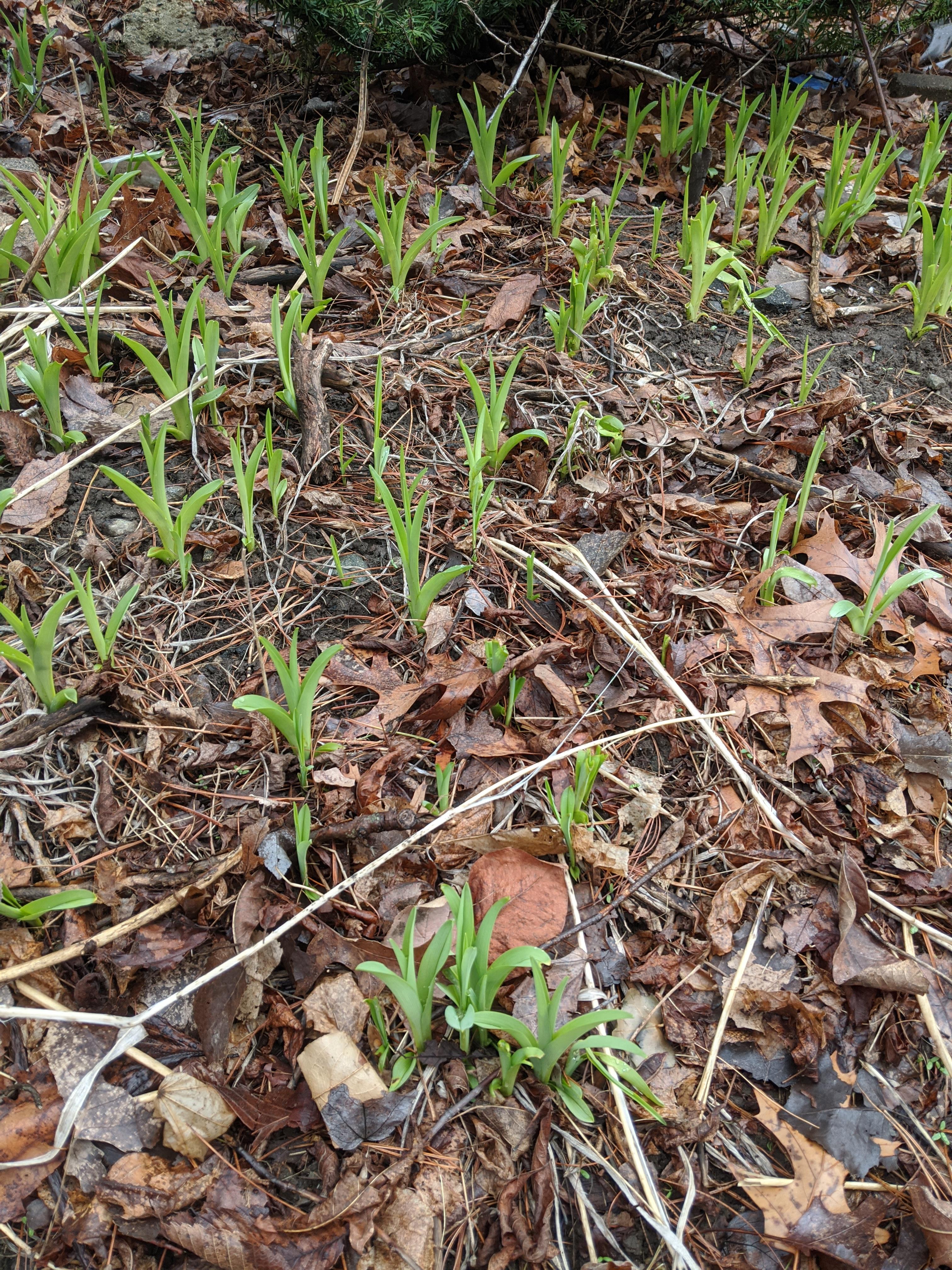 Are these ramps? r/foraging
