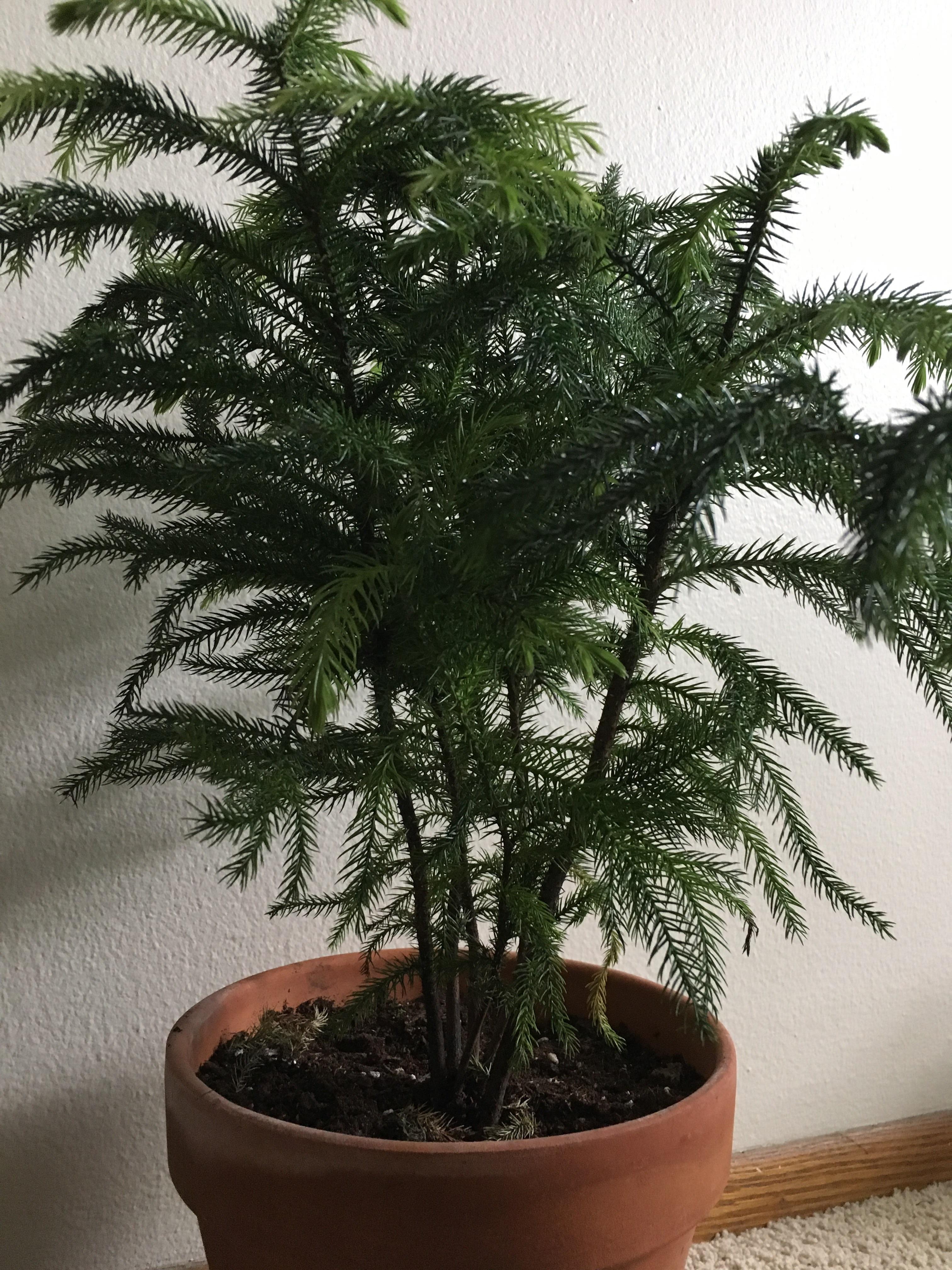 Norfolk Island pine help! Are these multiple plants that I should