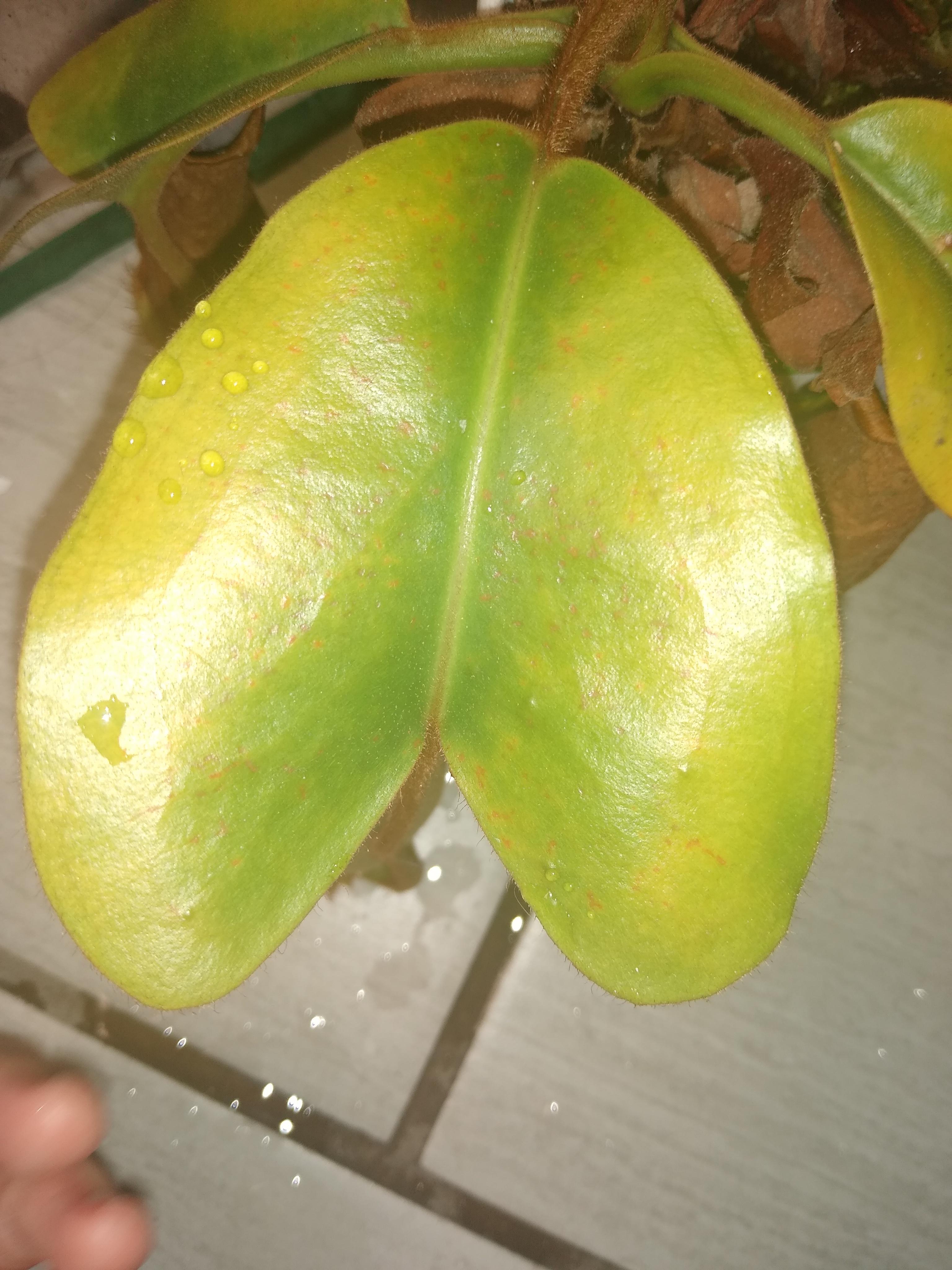 Sudden yellowing + irregular orange spots on N. truncata lowland type