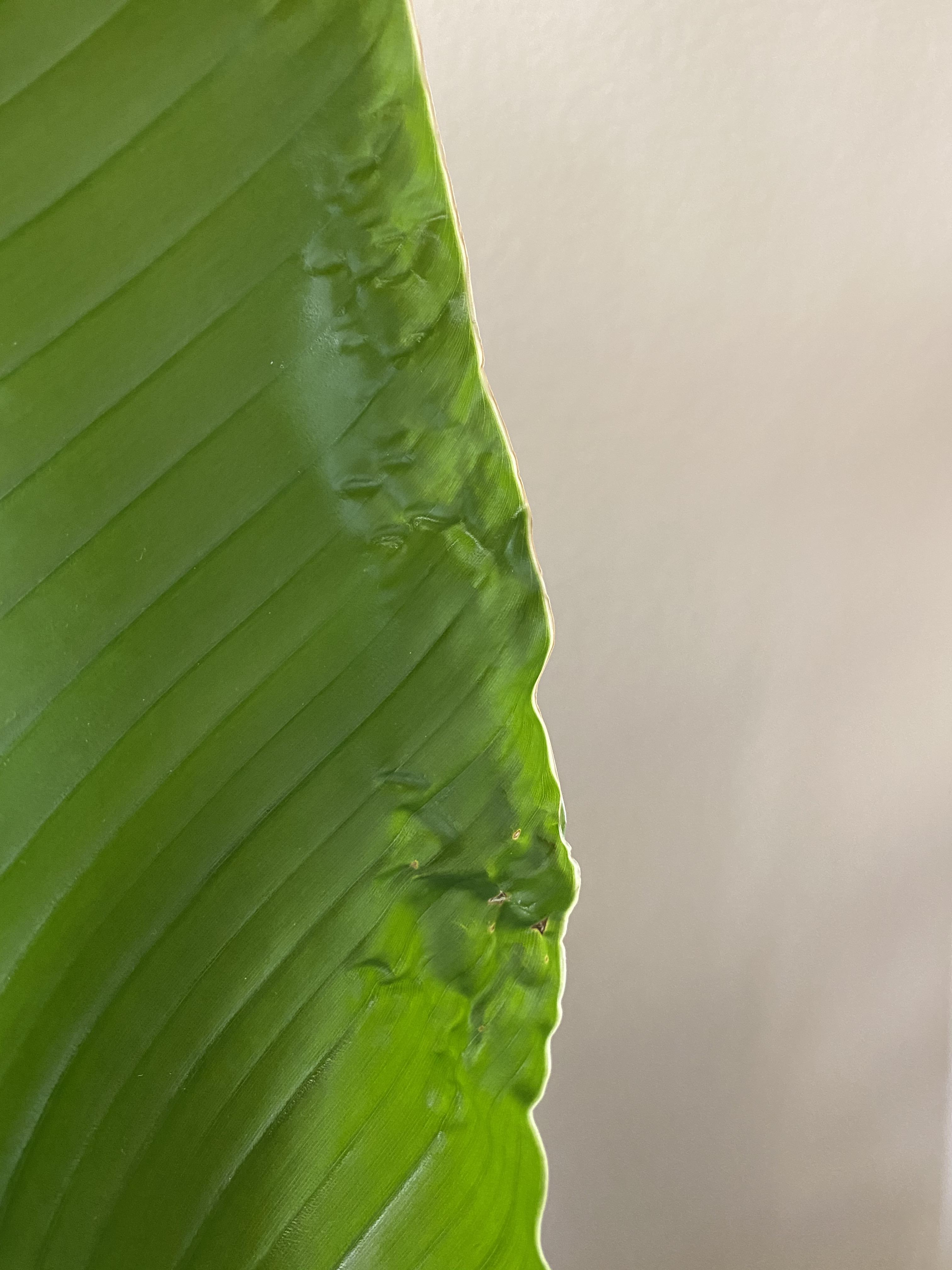 Wrinkled new leaves, why? plants