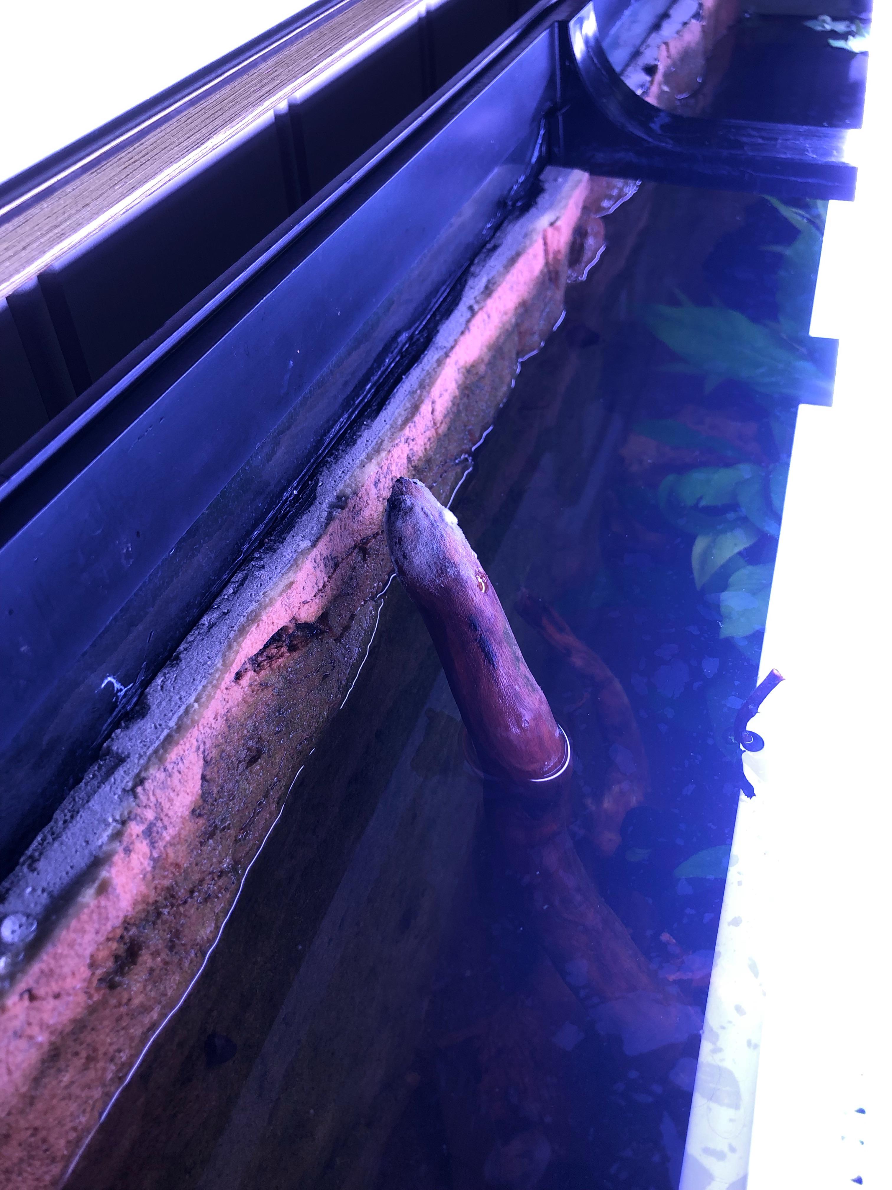 Is this mold? Got the wood pice a week ago r/Aquariums