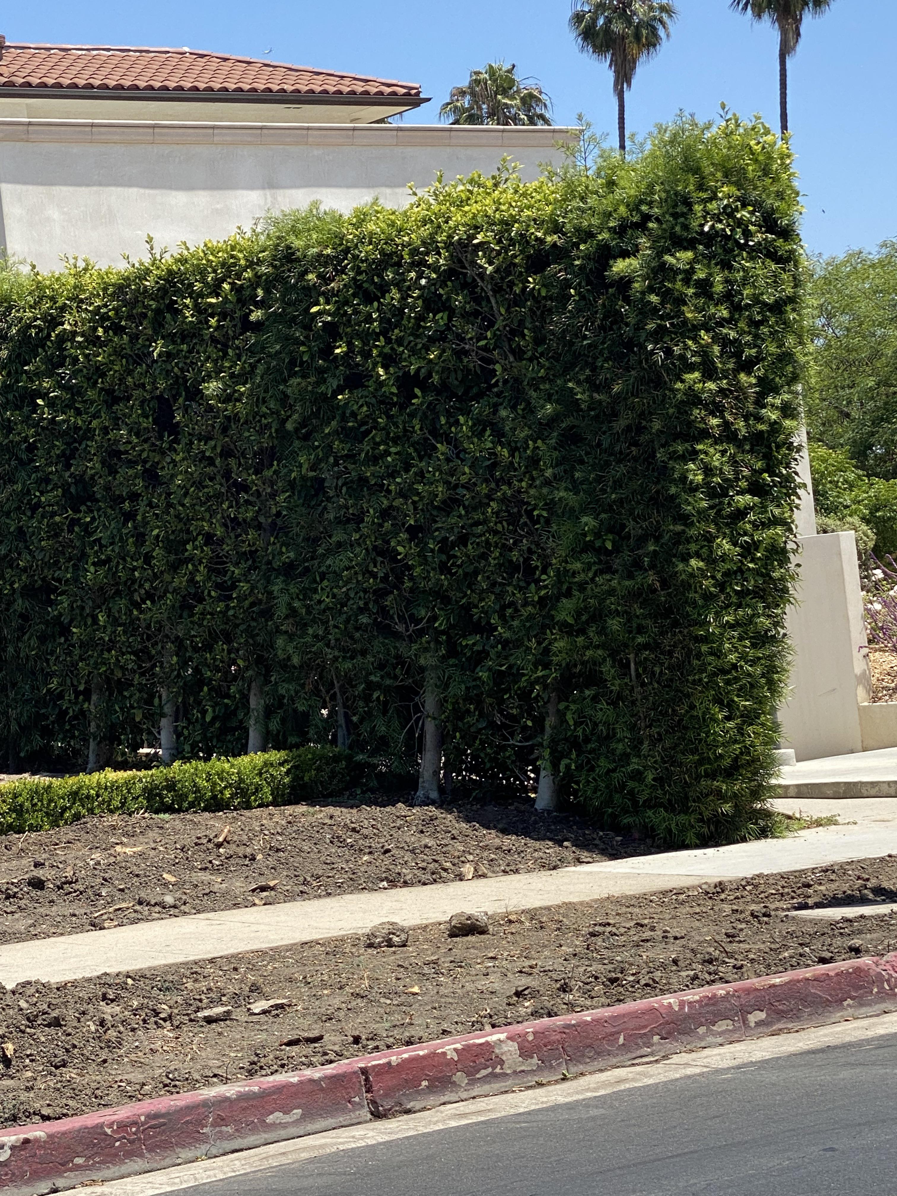 I live in Phoenix but recently was in LA and I really like these privacy hedges they have