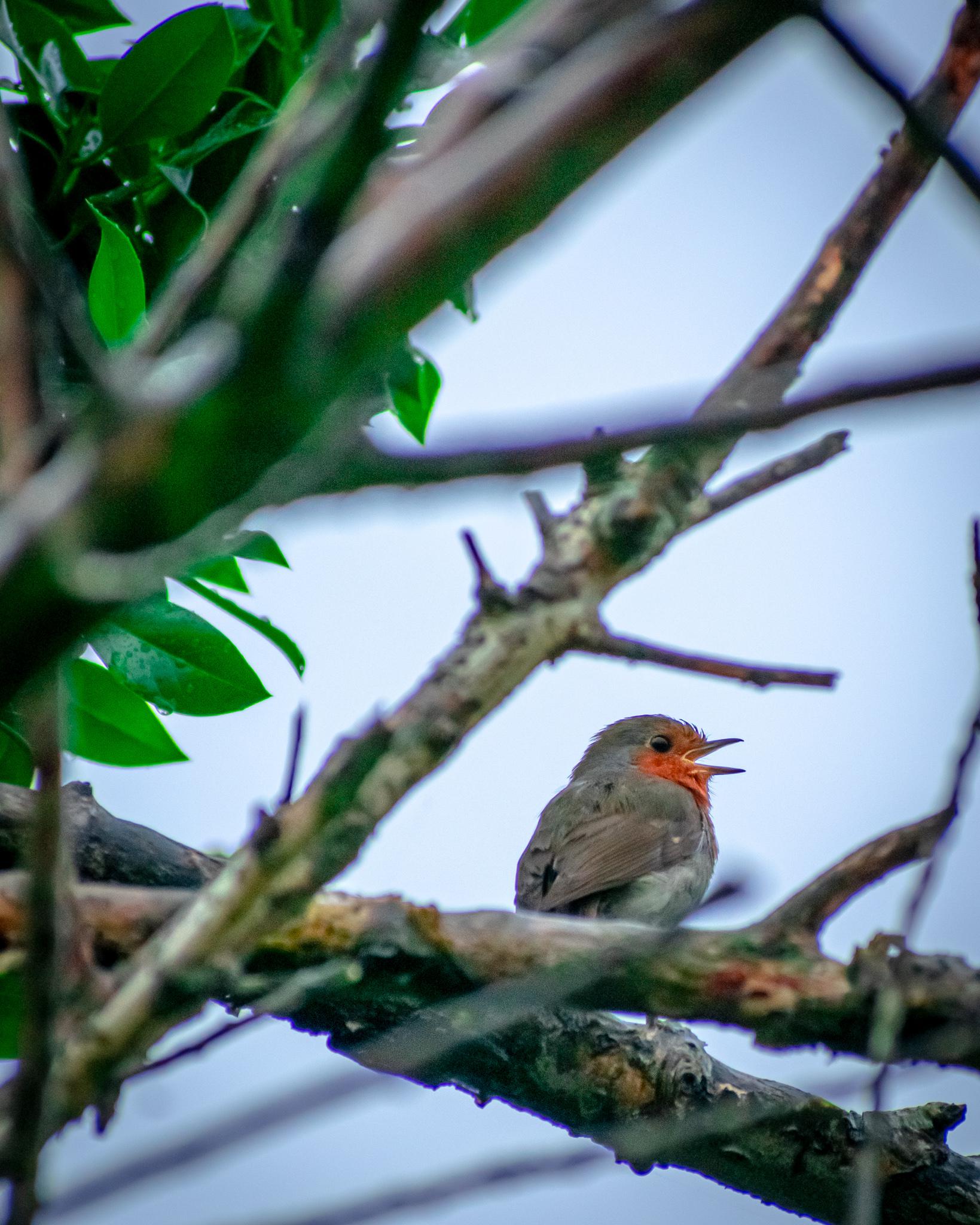 Robin's are so noisy at 5am 😴. Shot on D3400, ISO 800, F/7.1. 1/400. 70