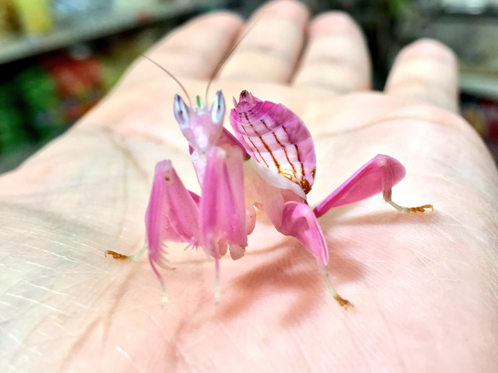 A rare adult orchid mantis from Malaysia. Beautiful specimens such as