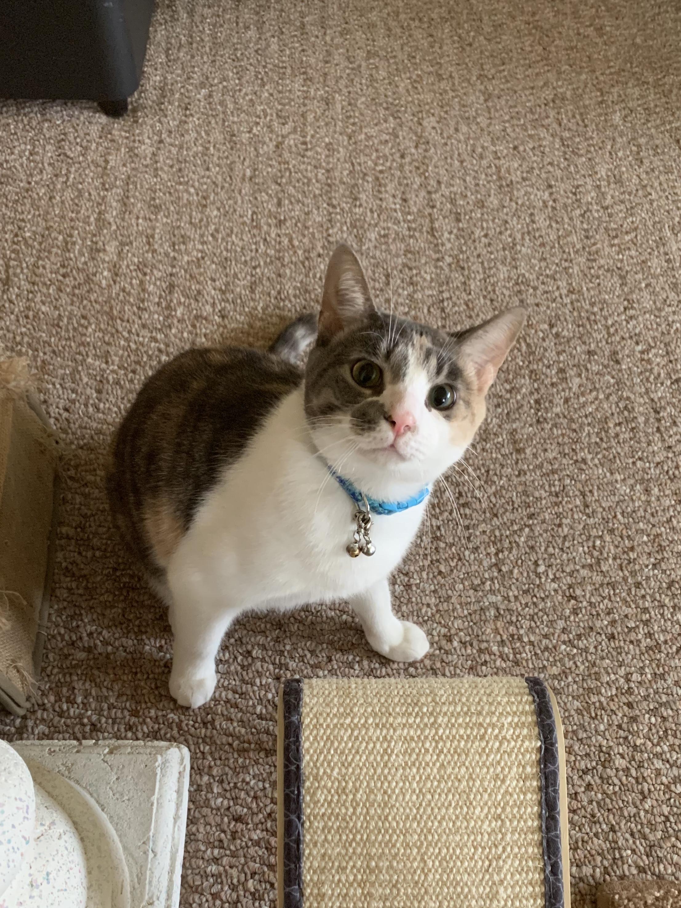 Her confused face r/cats