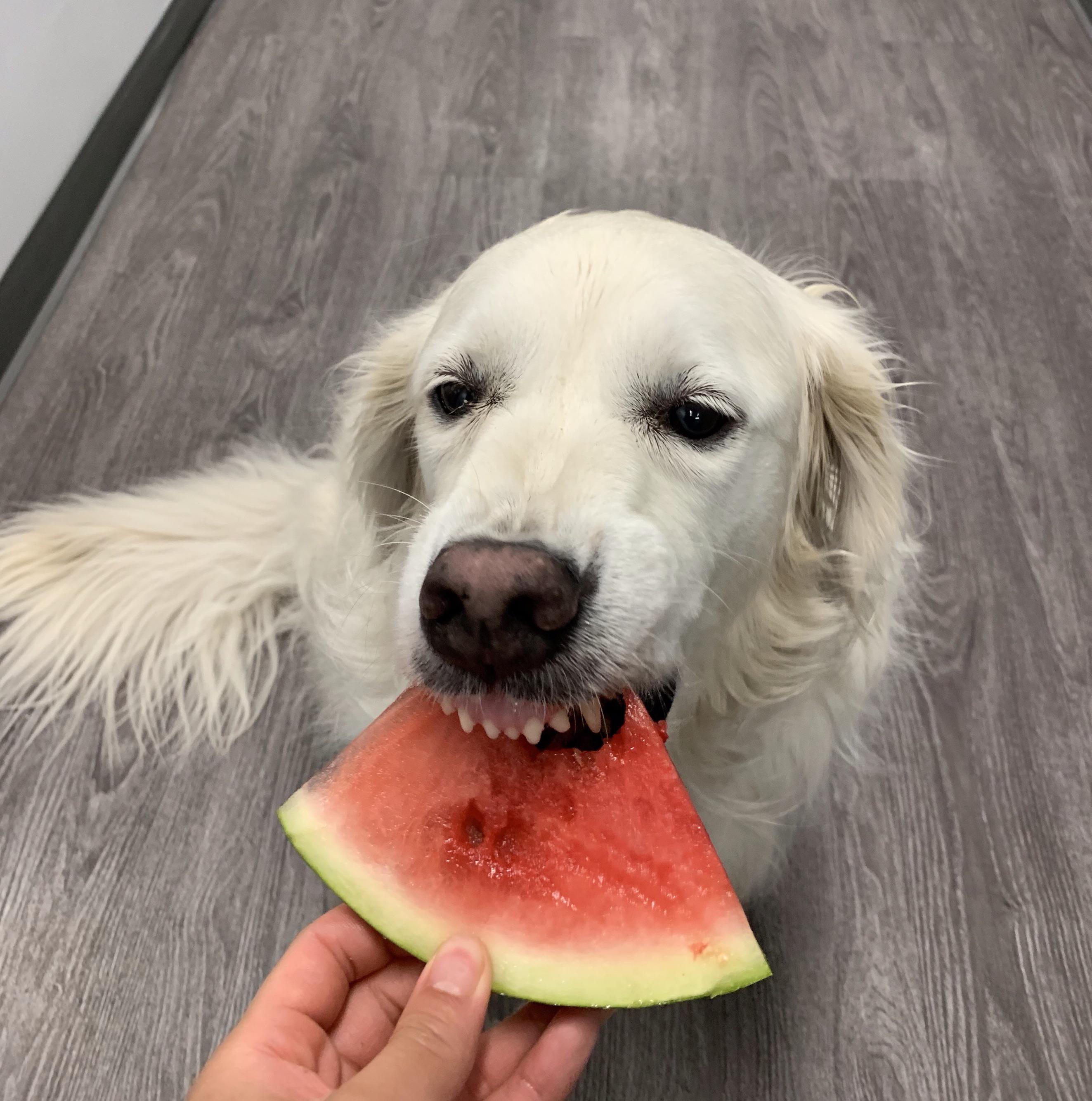 PsBattle Dog eating watermelon