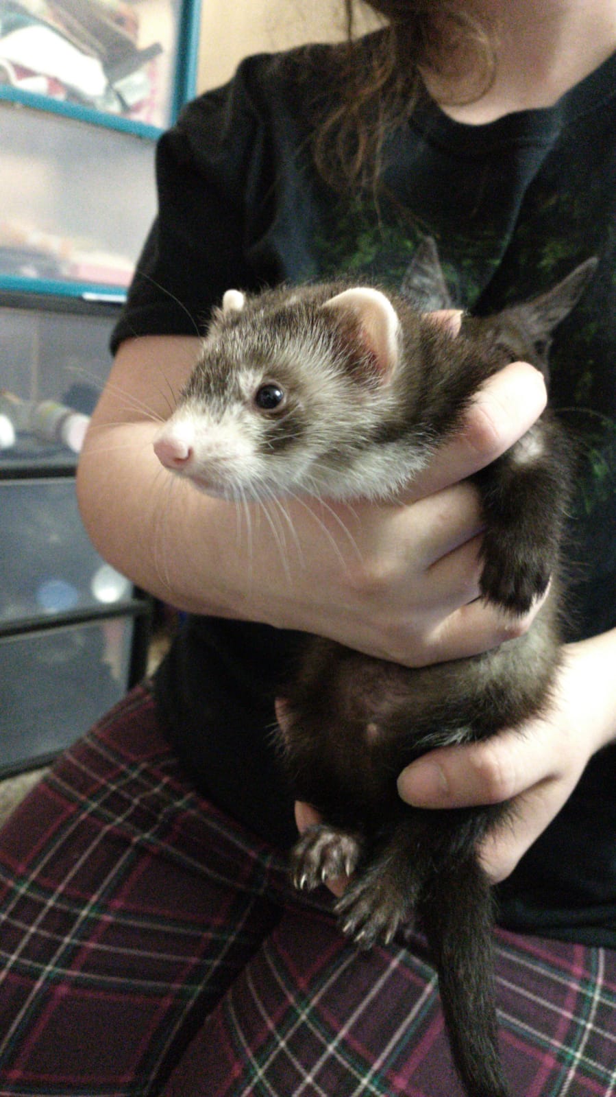 Say hello to our newest member, Buck! His brothers name is Eddie and