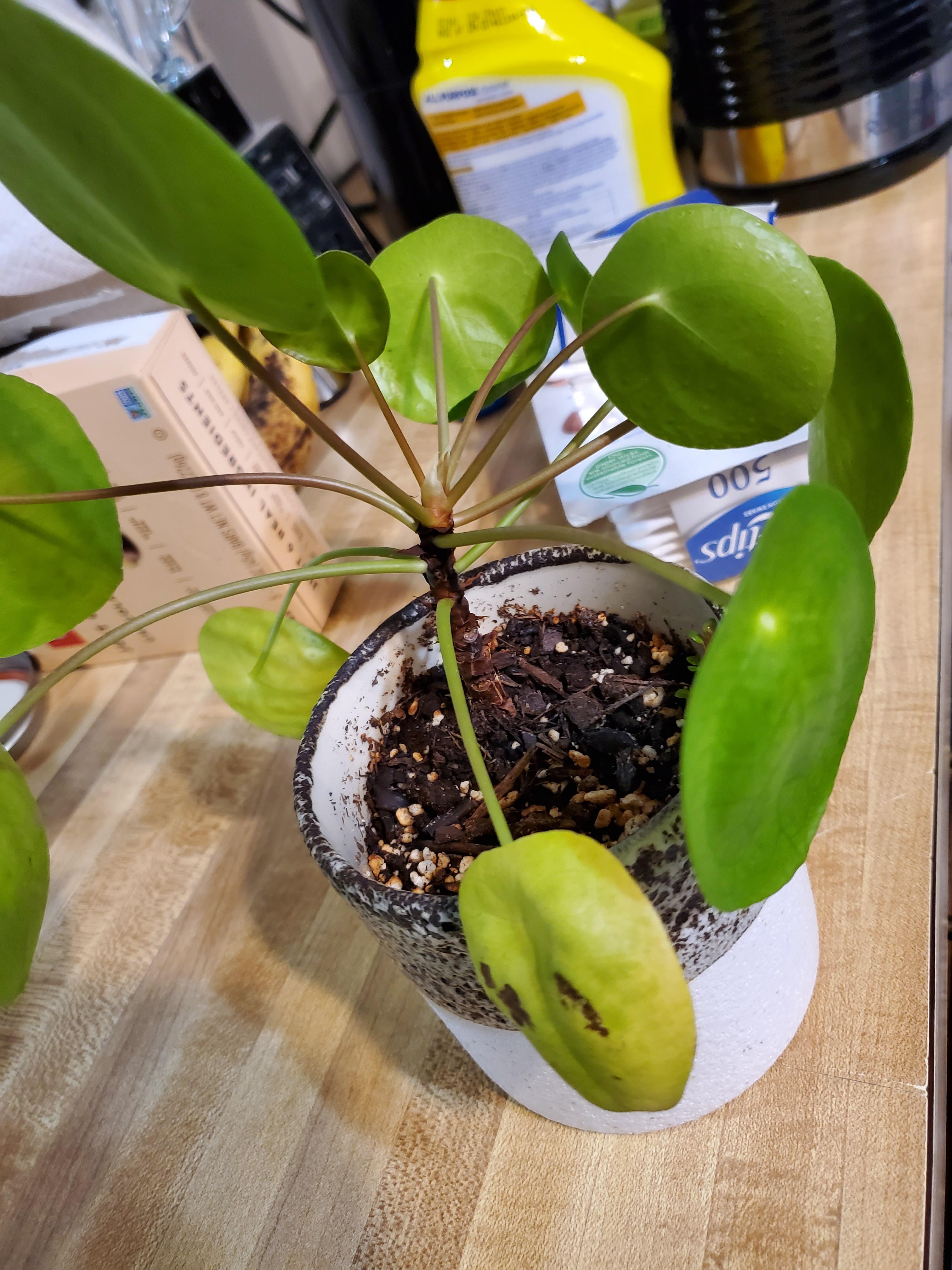 My Pilea's bottom leaves keep turning brown and falling off. Help! r