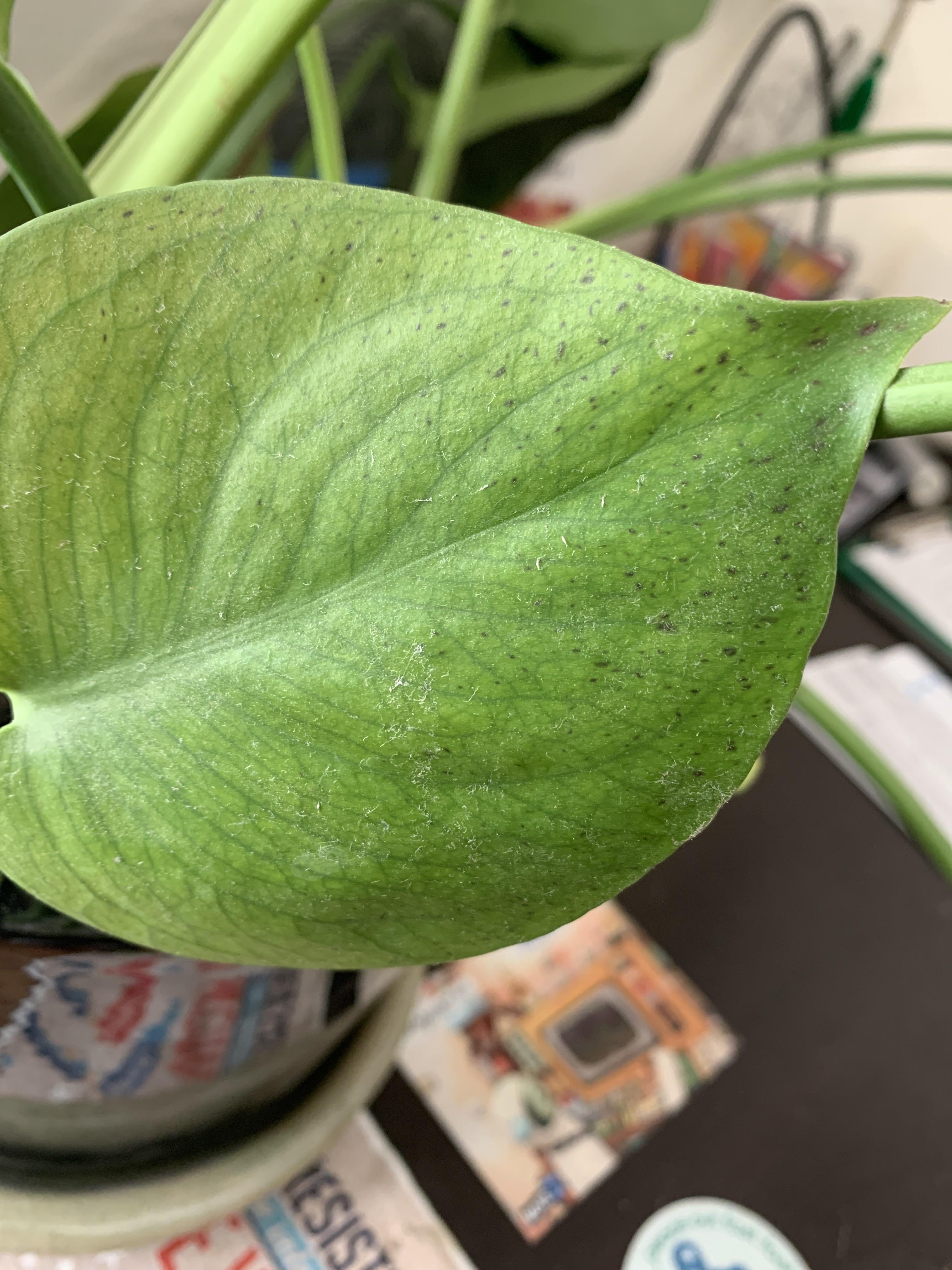 This one leaf on my monstera is starting to have black spots forming