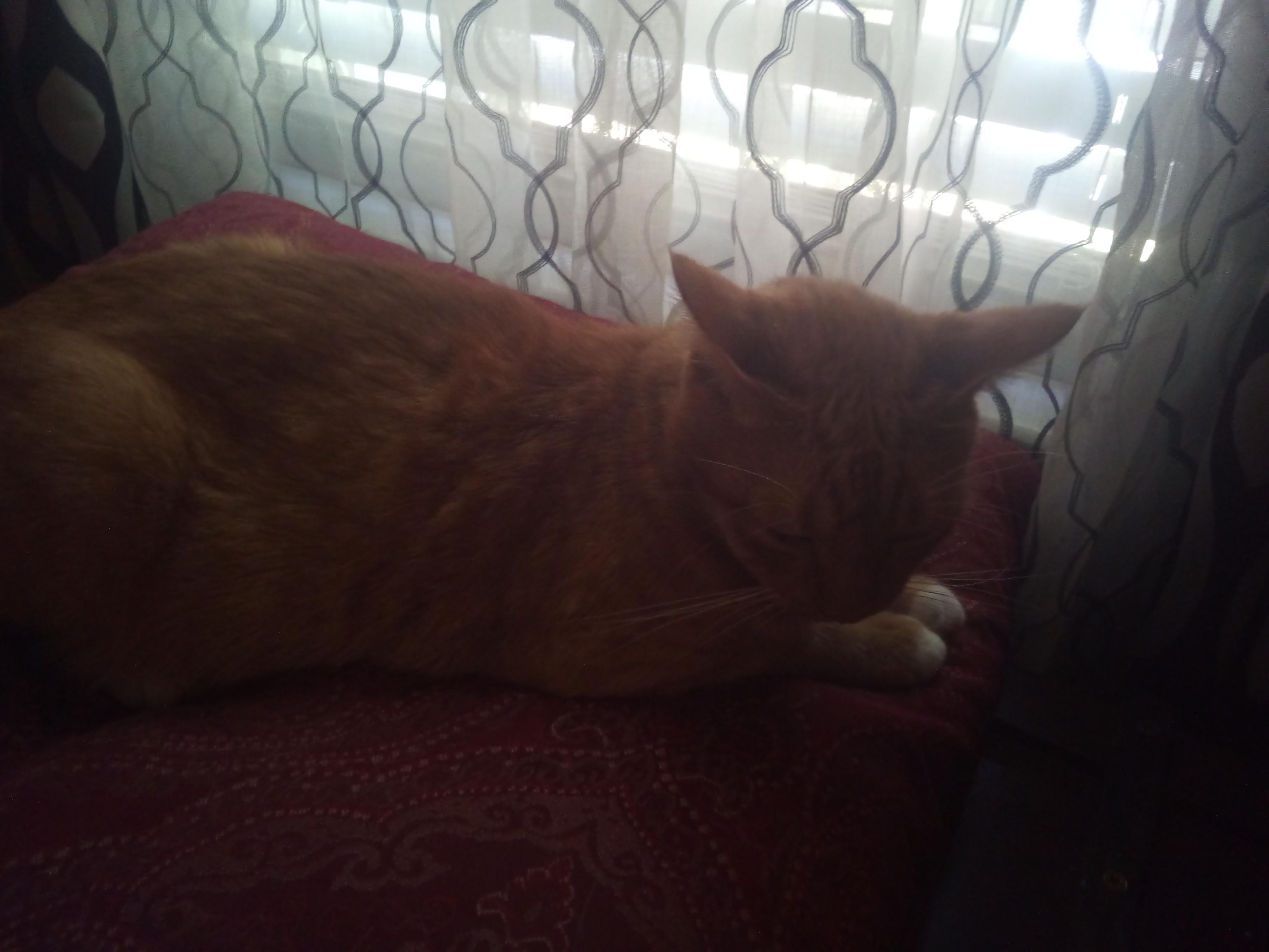 My cat is better than you r/Catloaf