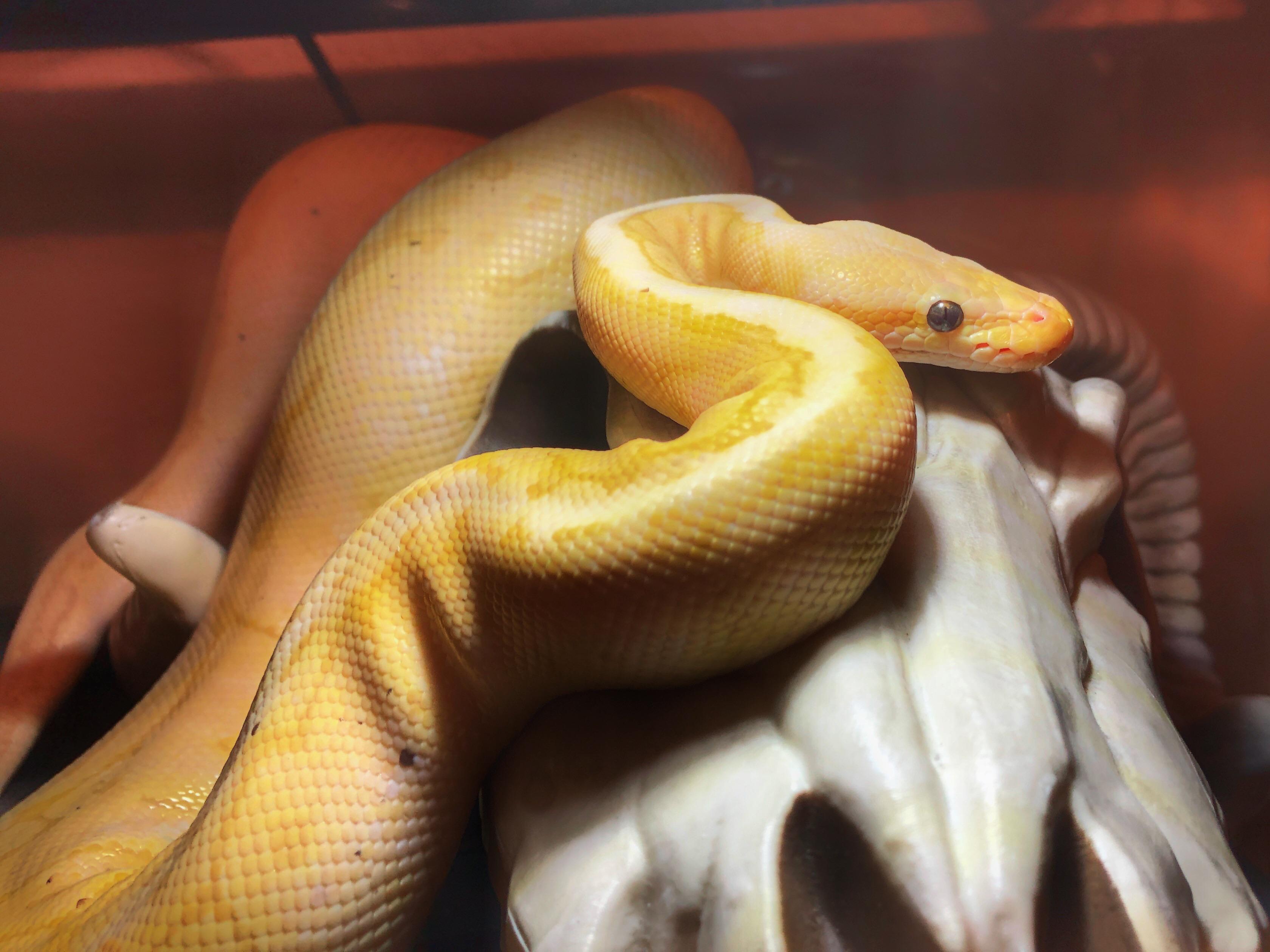 My Banana Lemon Blast Nanners. r/snakes