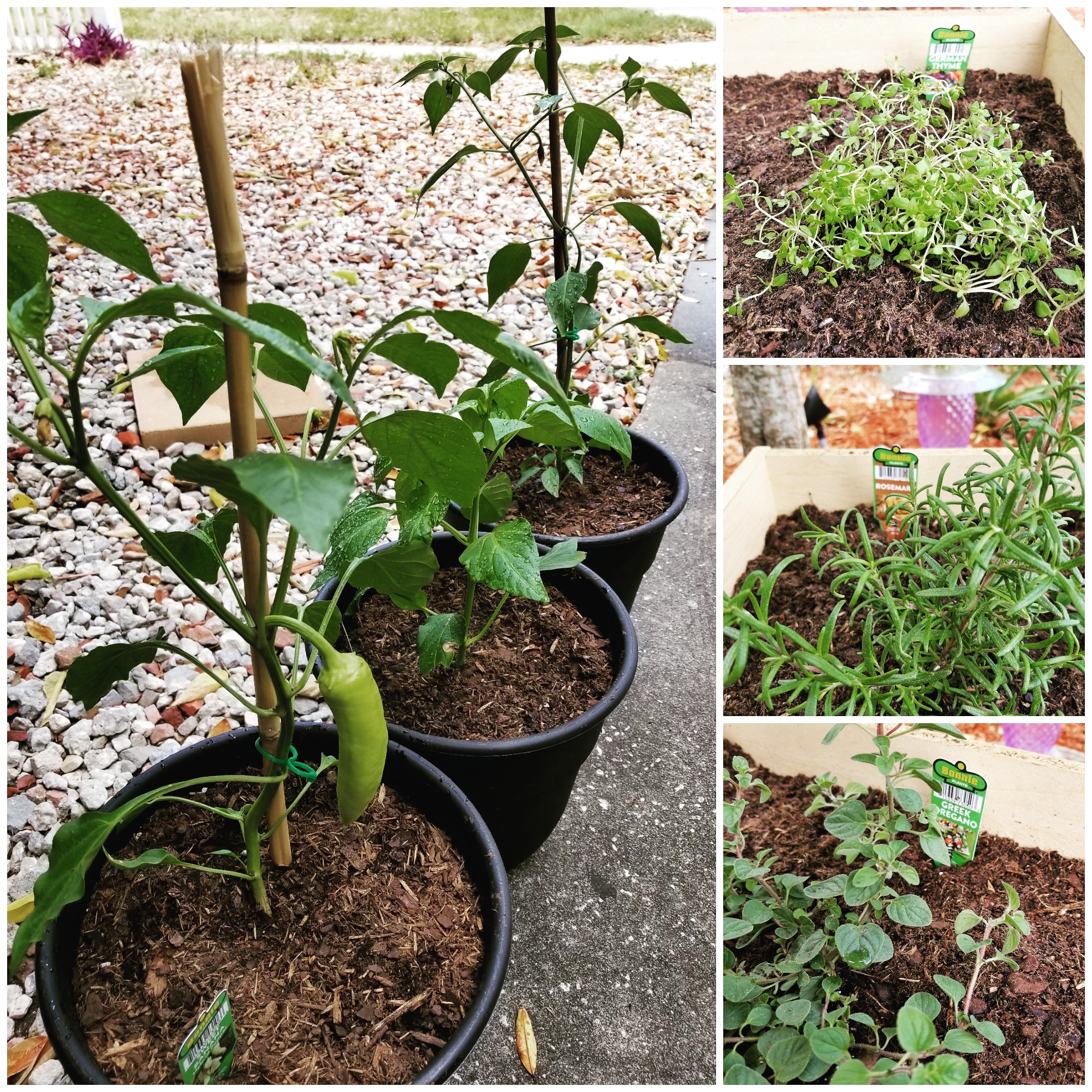 Transplanted My Peppers Today & Planted A Mini Herb Garden. 🌿🙈 r