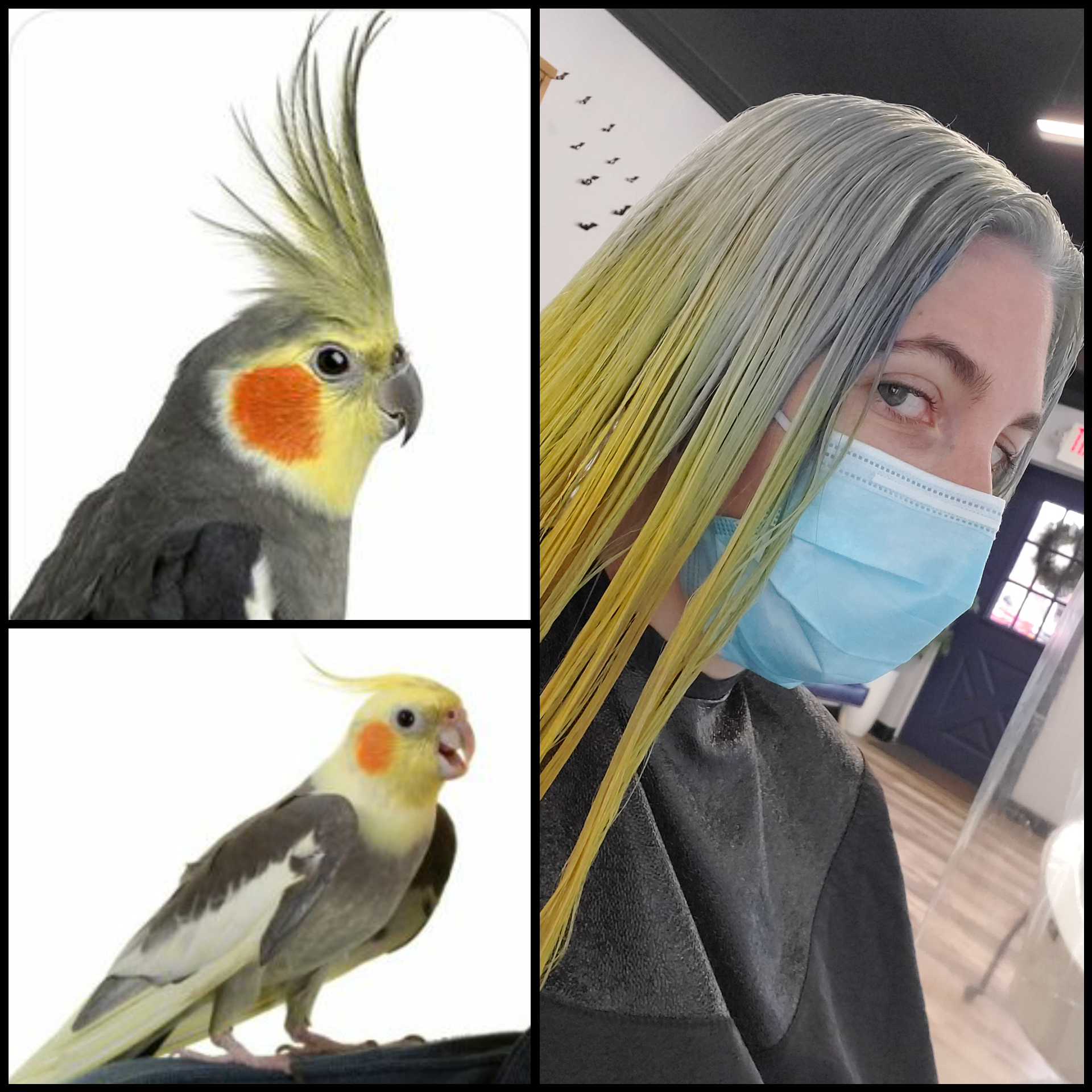 I have decided on my Halloween Costume. Cockatiel hair. 🤔 r/HairDye
