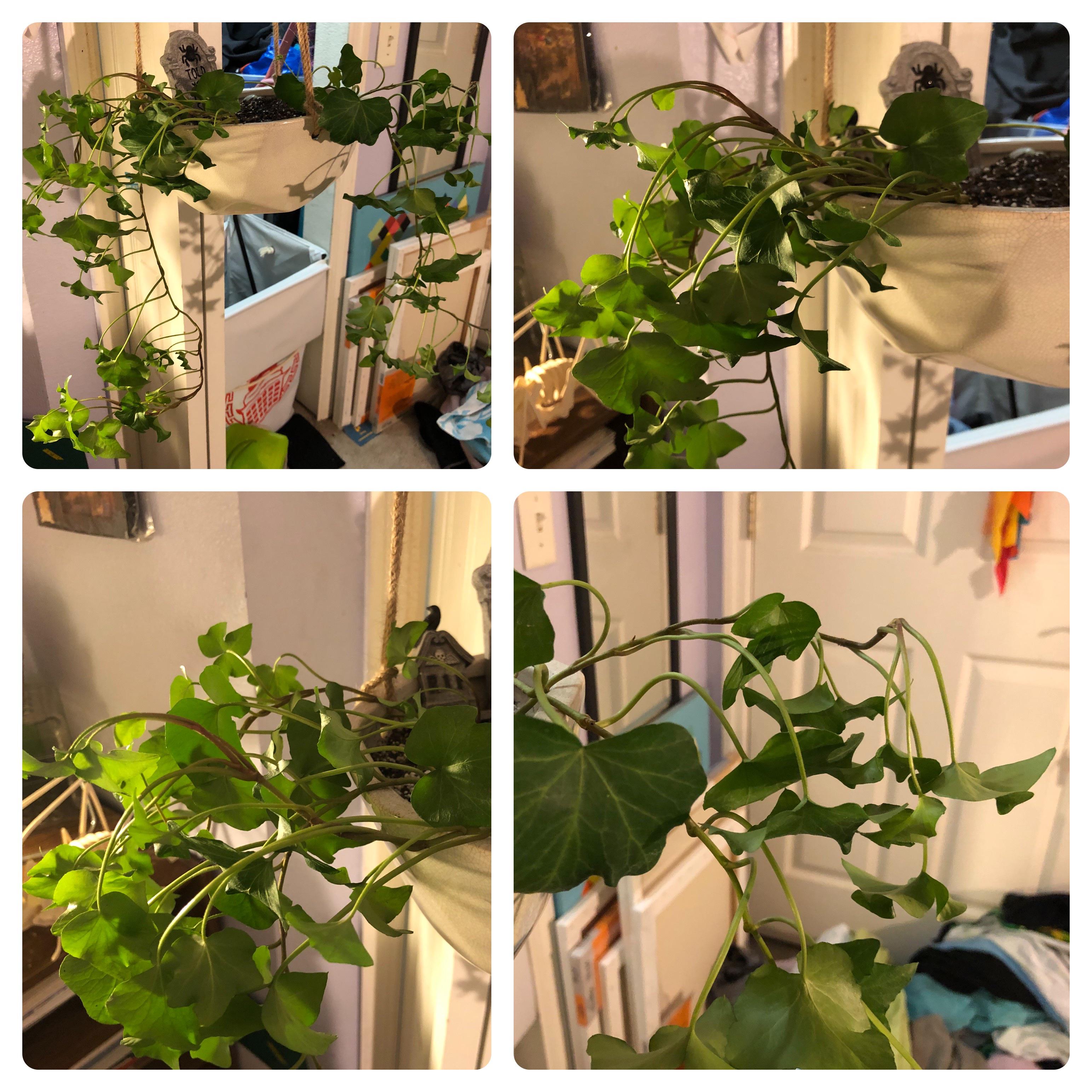 Came home to my Ivy DROOPING! She seemed just fine yesterday! I have