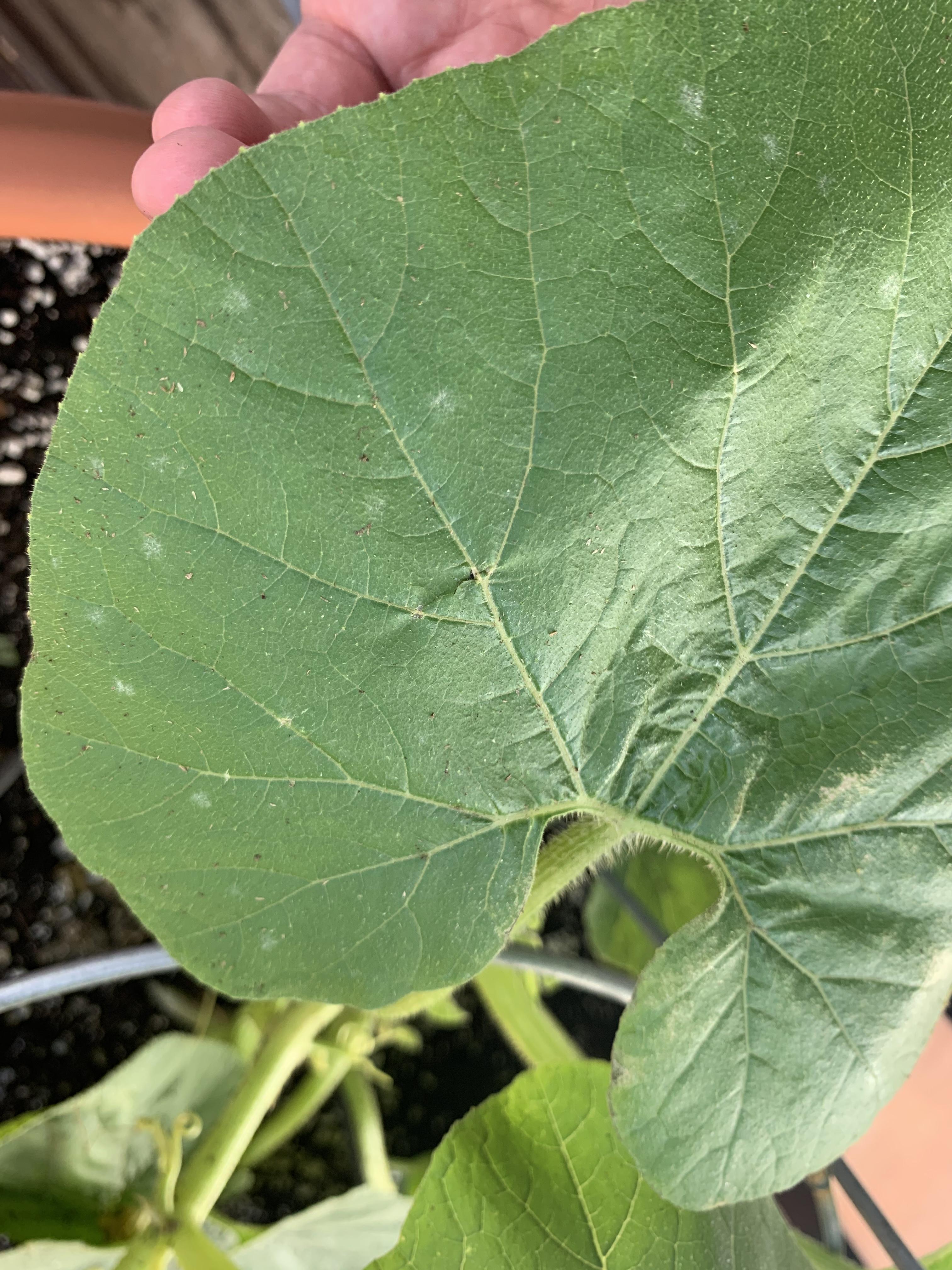 Are these white spots powdery mildew on my pumpkin plant? r/gardening