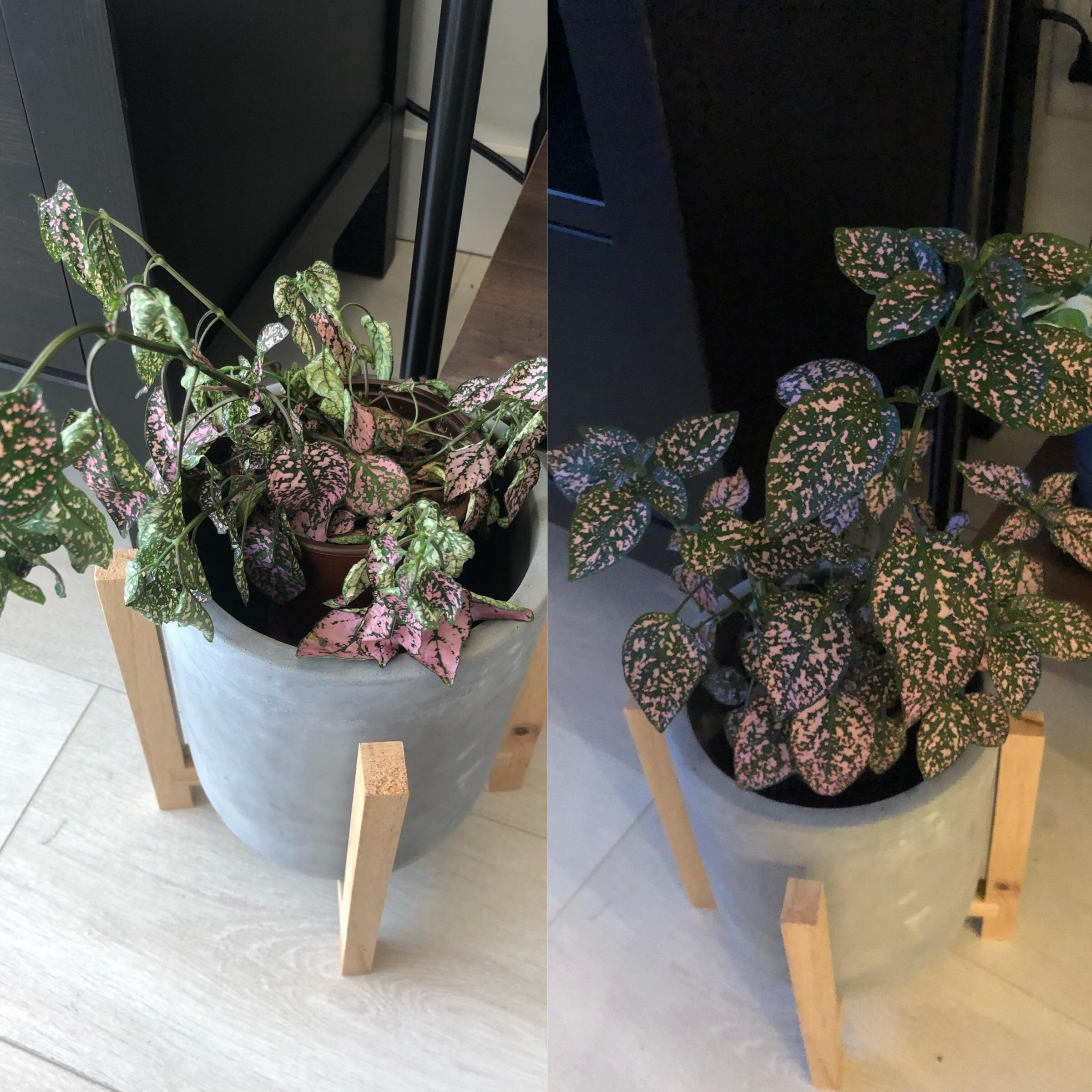 My dramatic polka dot plant before watering and (3 hours later) after