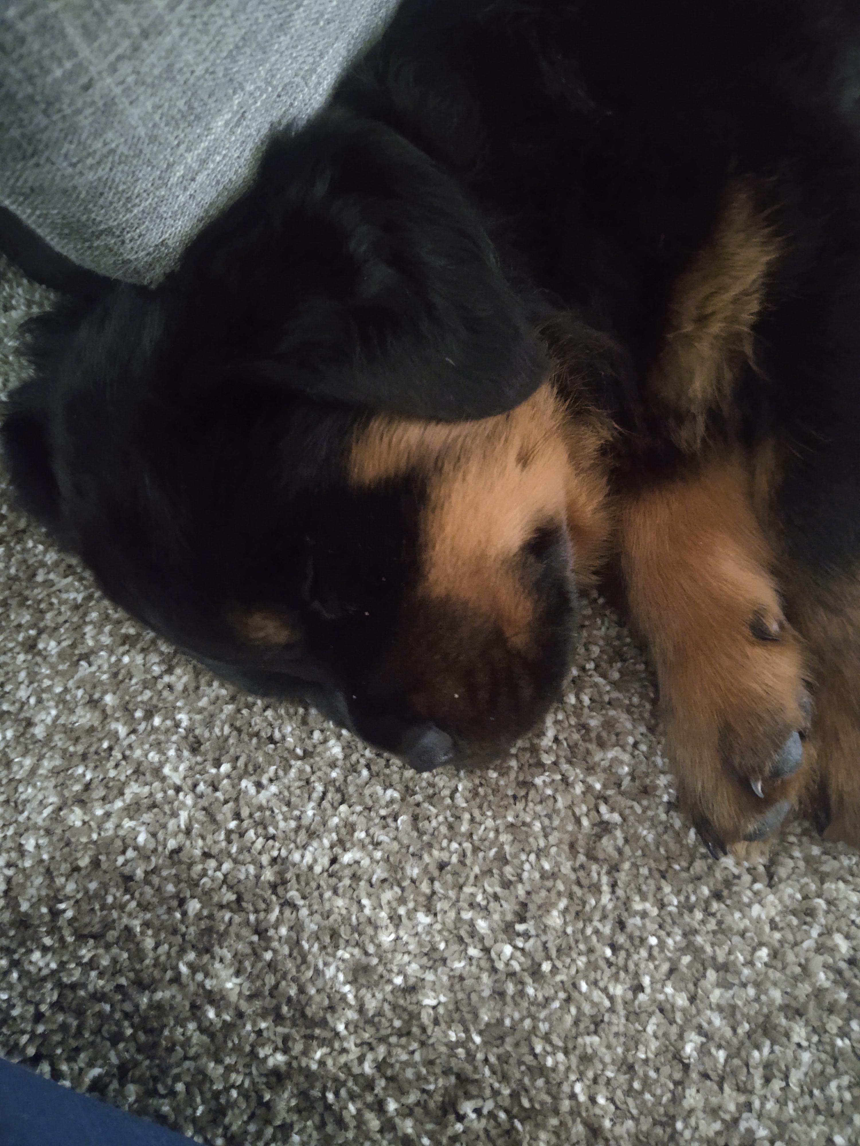 He sleeps r/Rottweiler