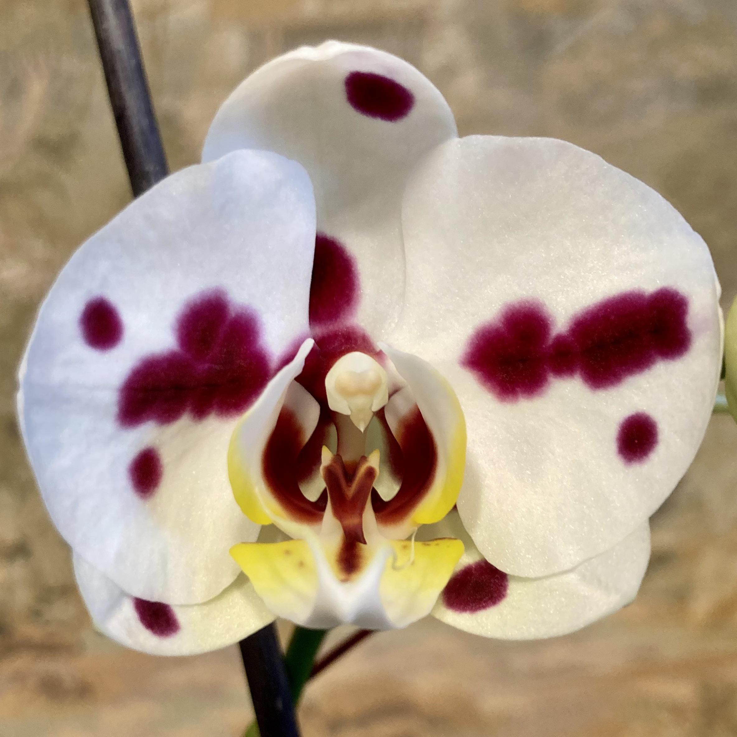 First rebloom! r/orchids