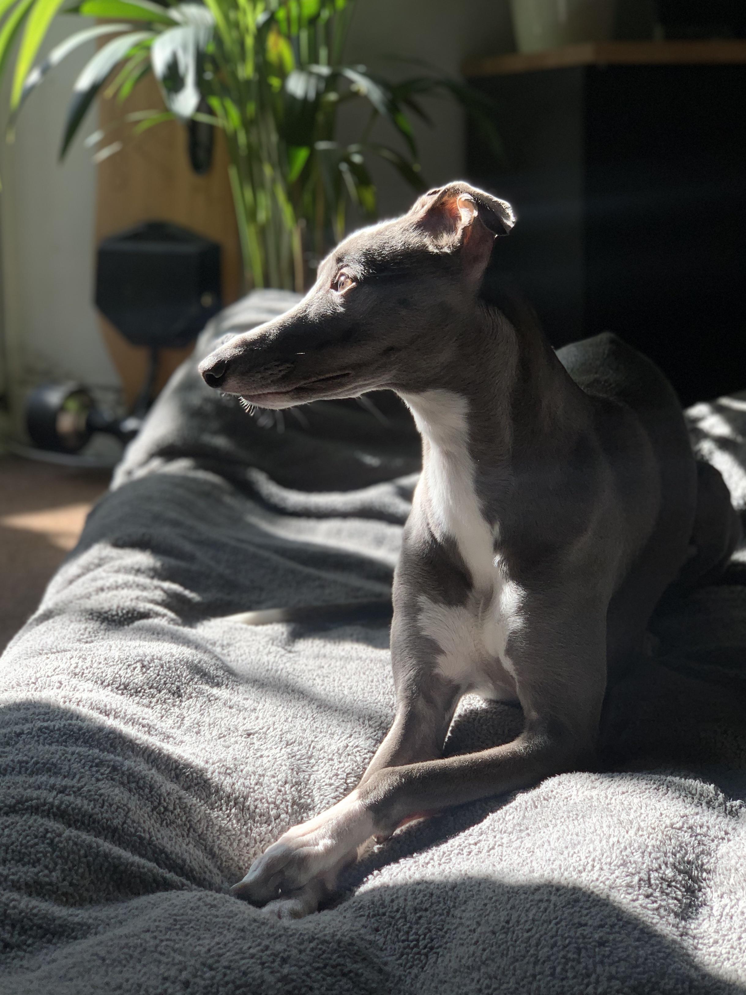 My ridiculously photogenic girl r/Whippet