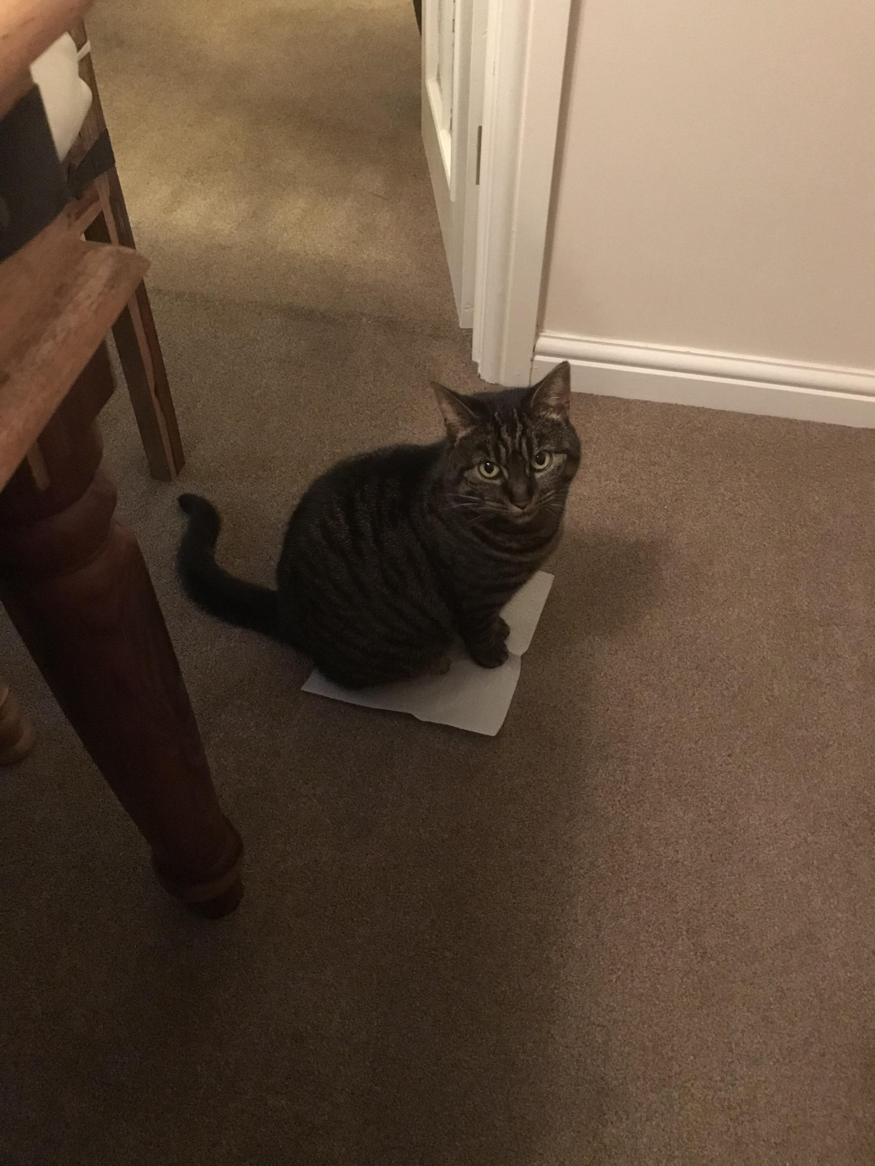 My cat likes to sit on odd things r/funny