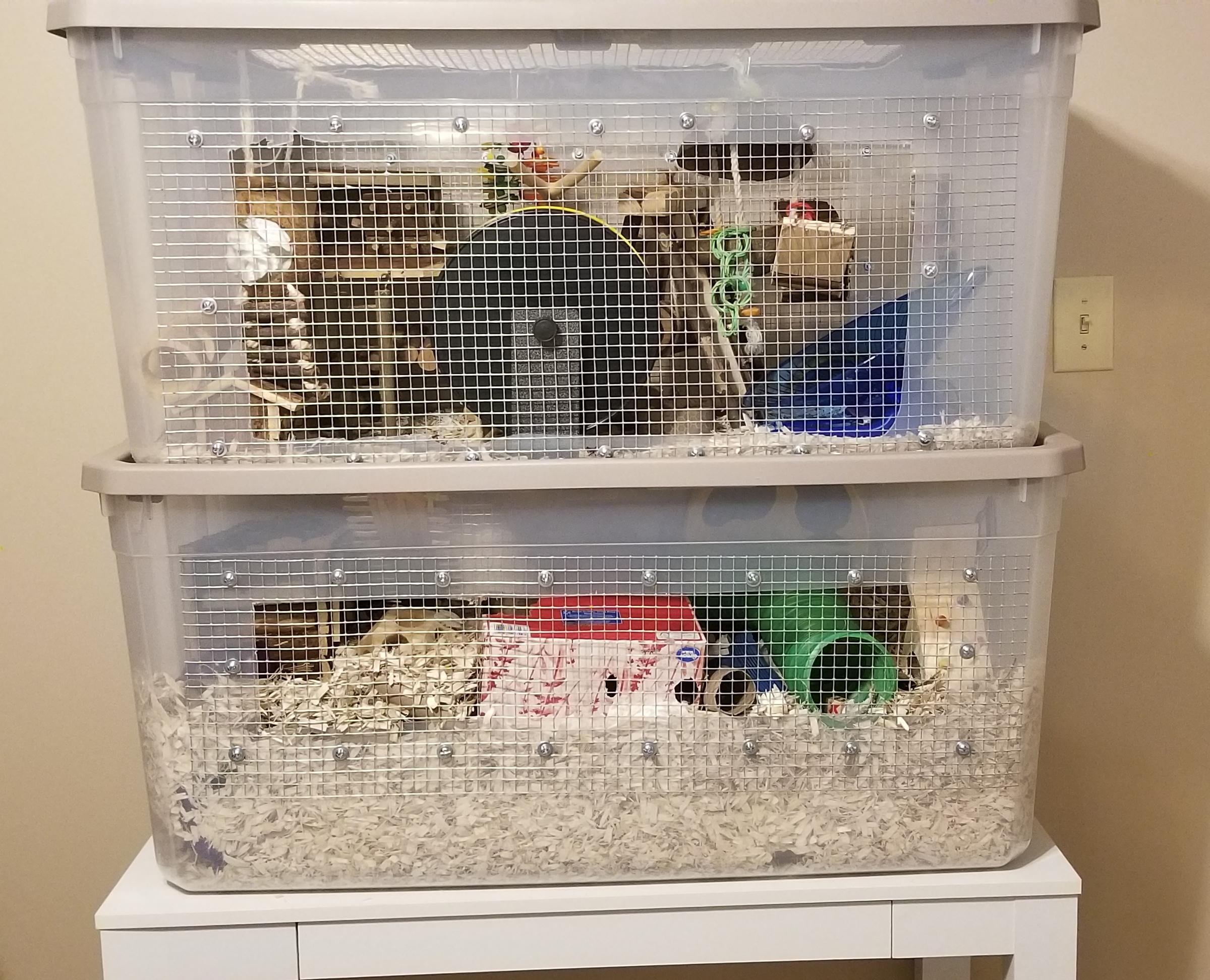 Fancy Mouse Care Guide 🐭 Part 1 🐭 Male/Female? & Housing r/PetMice