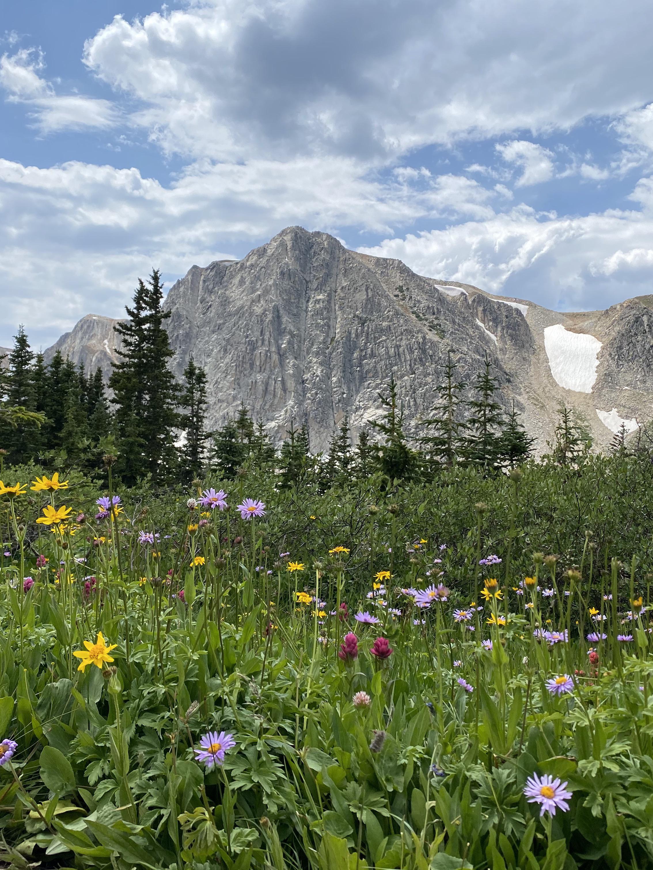 Wildflowers in Medicine Bow National Forest, Wyoming, USA r/hiking