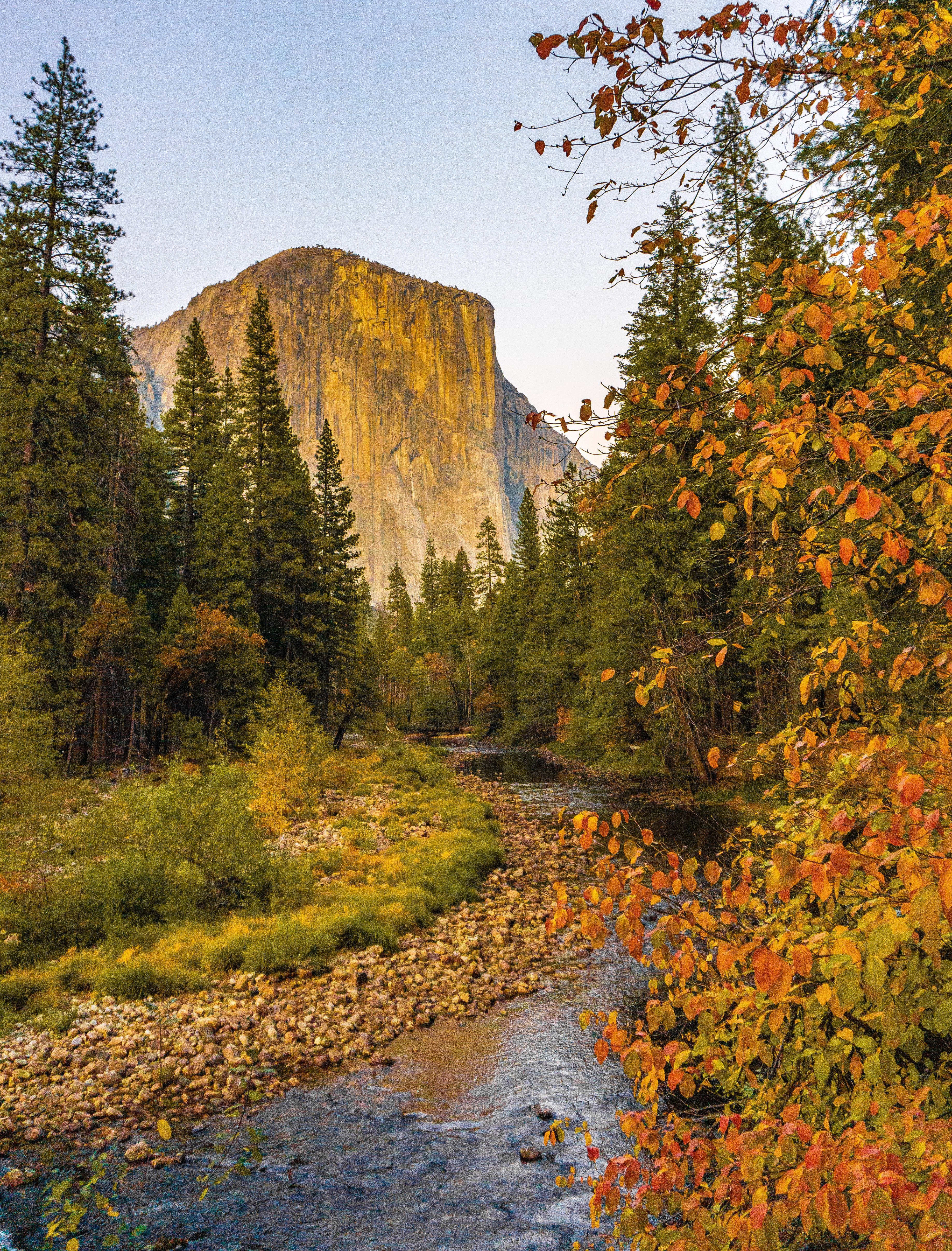 Subtle, but beautiful fall colors in Yosemite Valley yesterday [OC