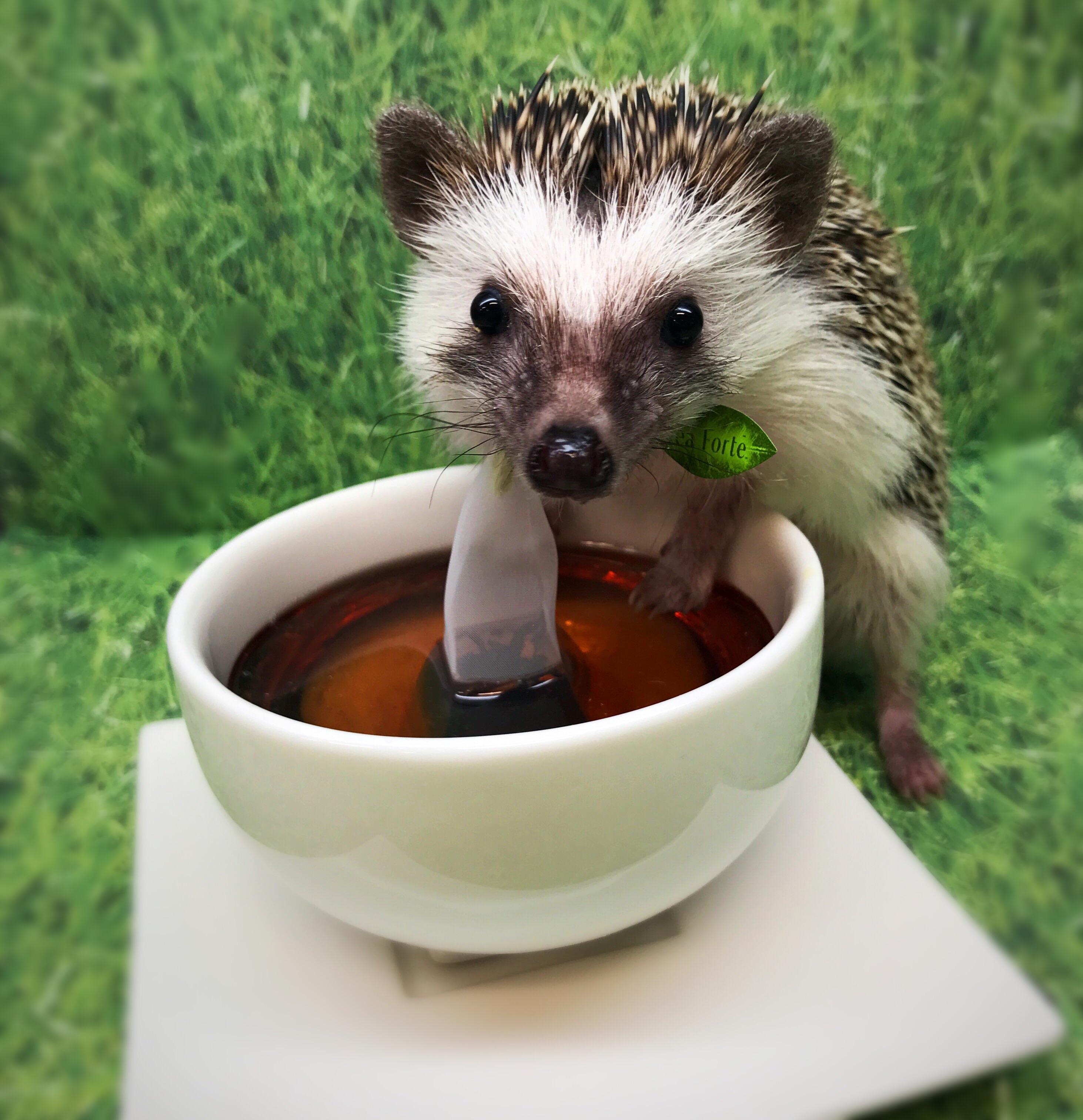 301 best r/hedgehogs images on Pholder Mucus? Came out of my 7 week