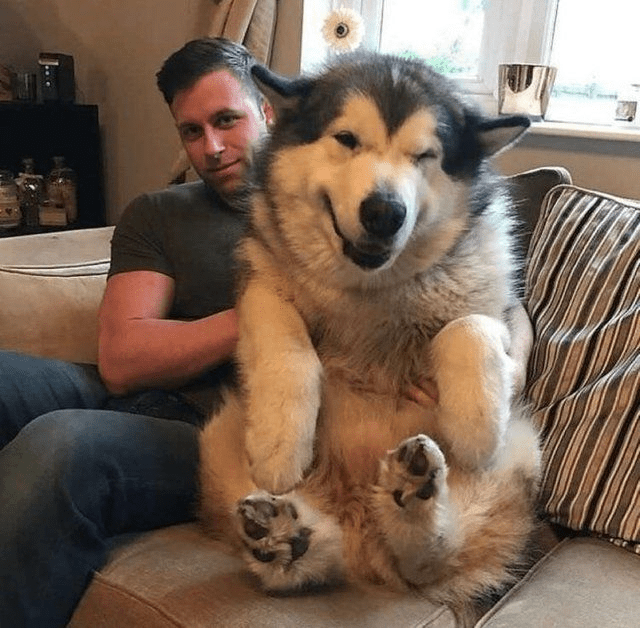 Big dogs can be cute too. r/aww