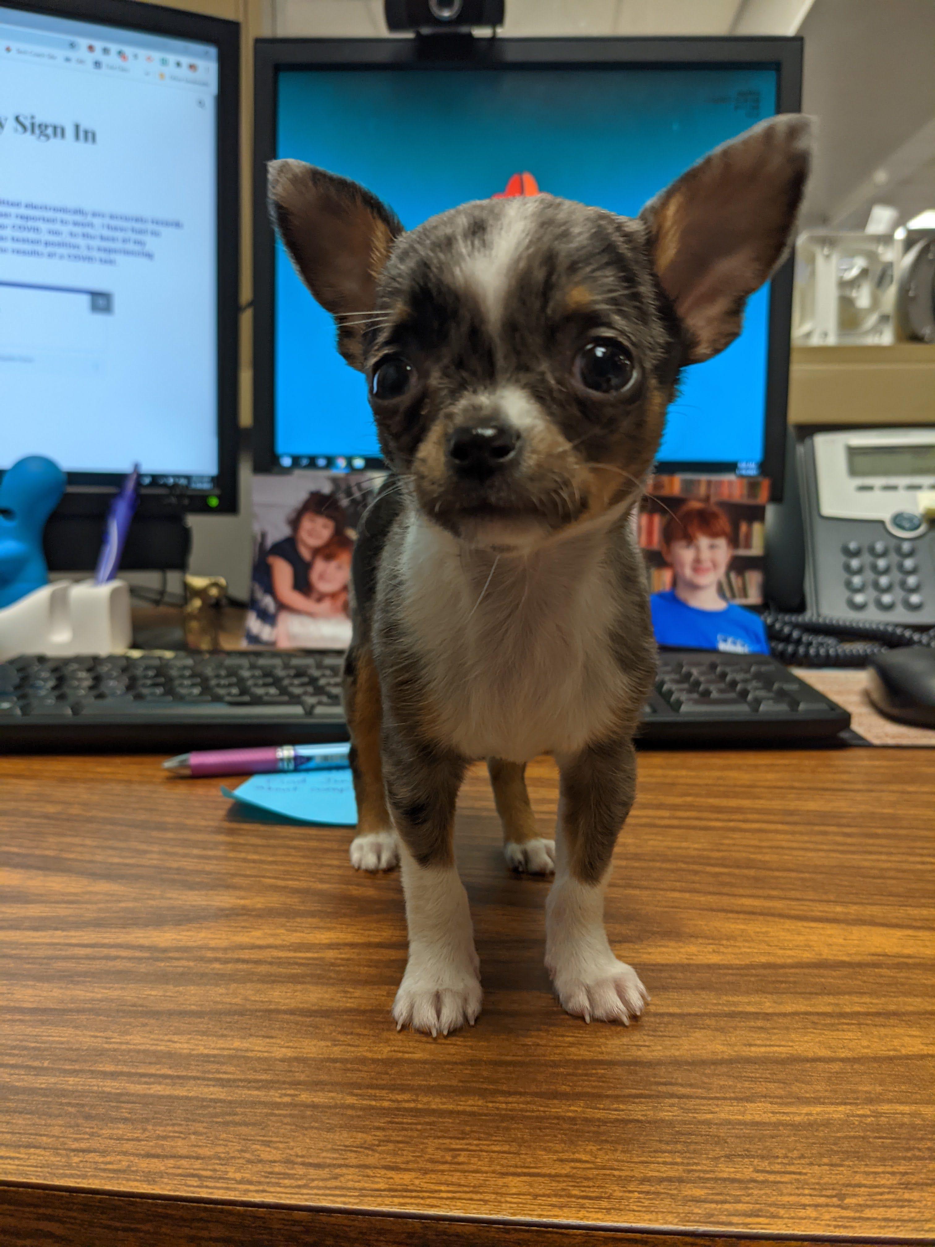 Meet Ponky! Two months old today! r/Chihuahua