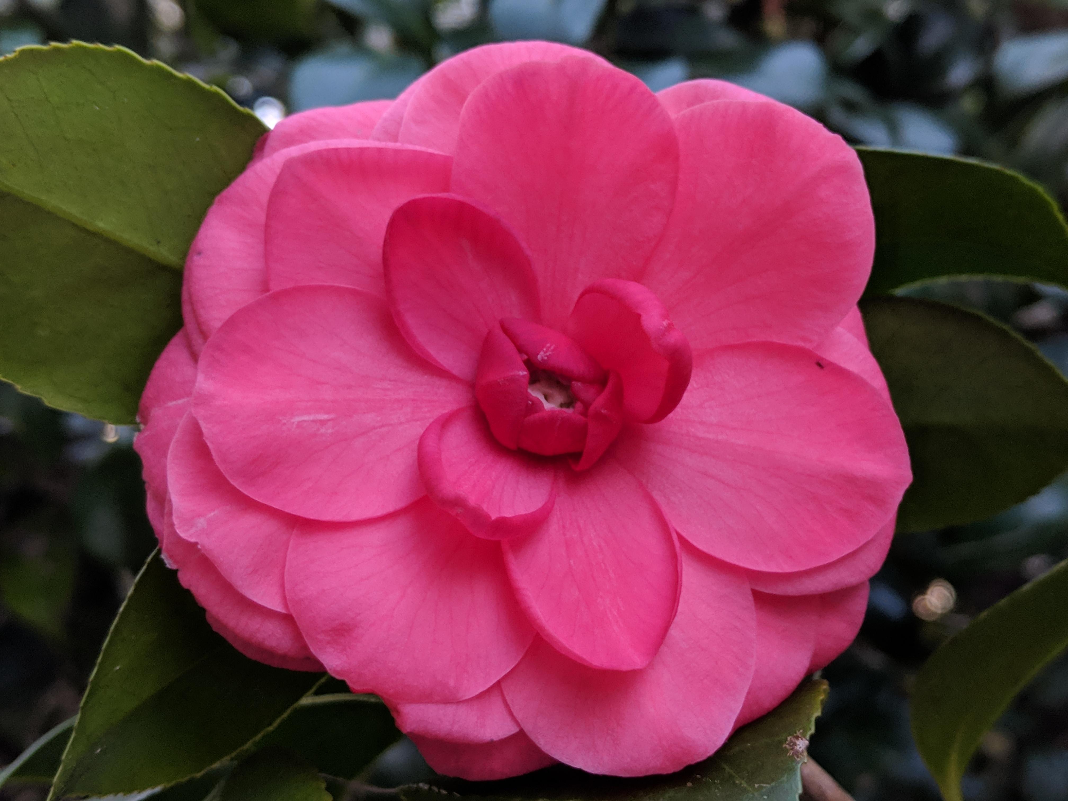 Love our Camellia blooms! 💗 Gainesville, Florida r/gardening