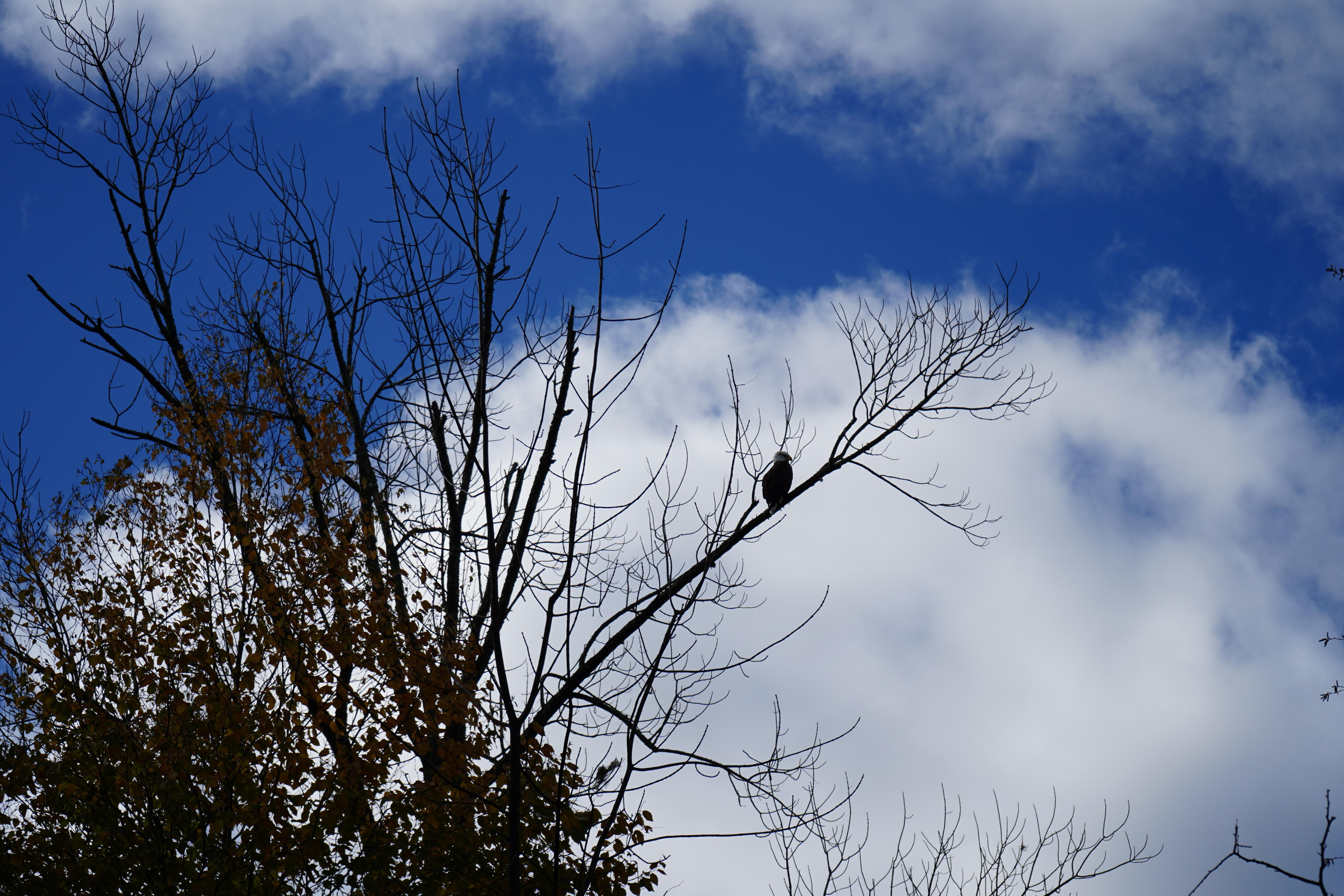 Bald Eagle spotted on drive near Catskills r/upstate_new_york