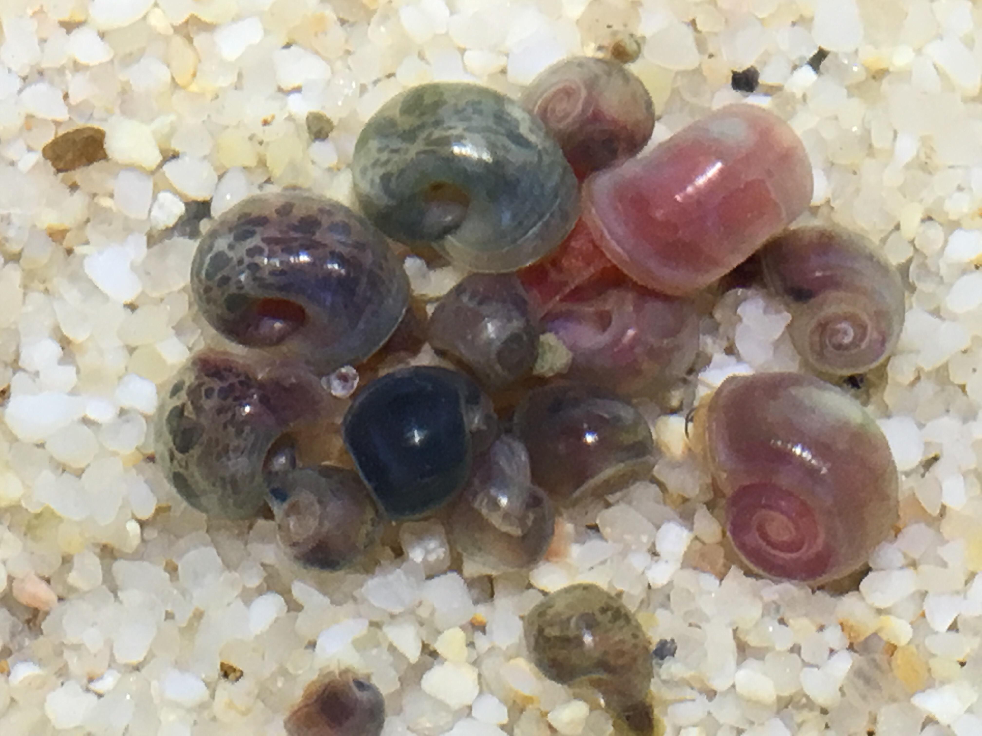 A rainbow of Ramshorn snails. r/AquaticSnails