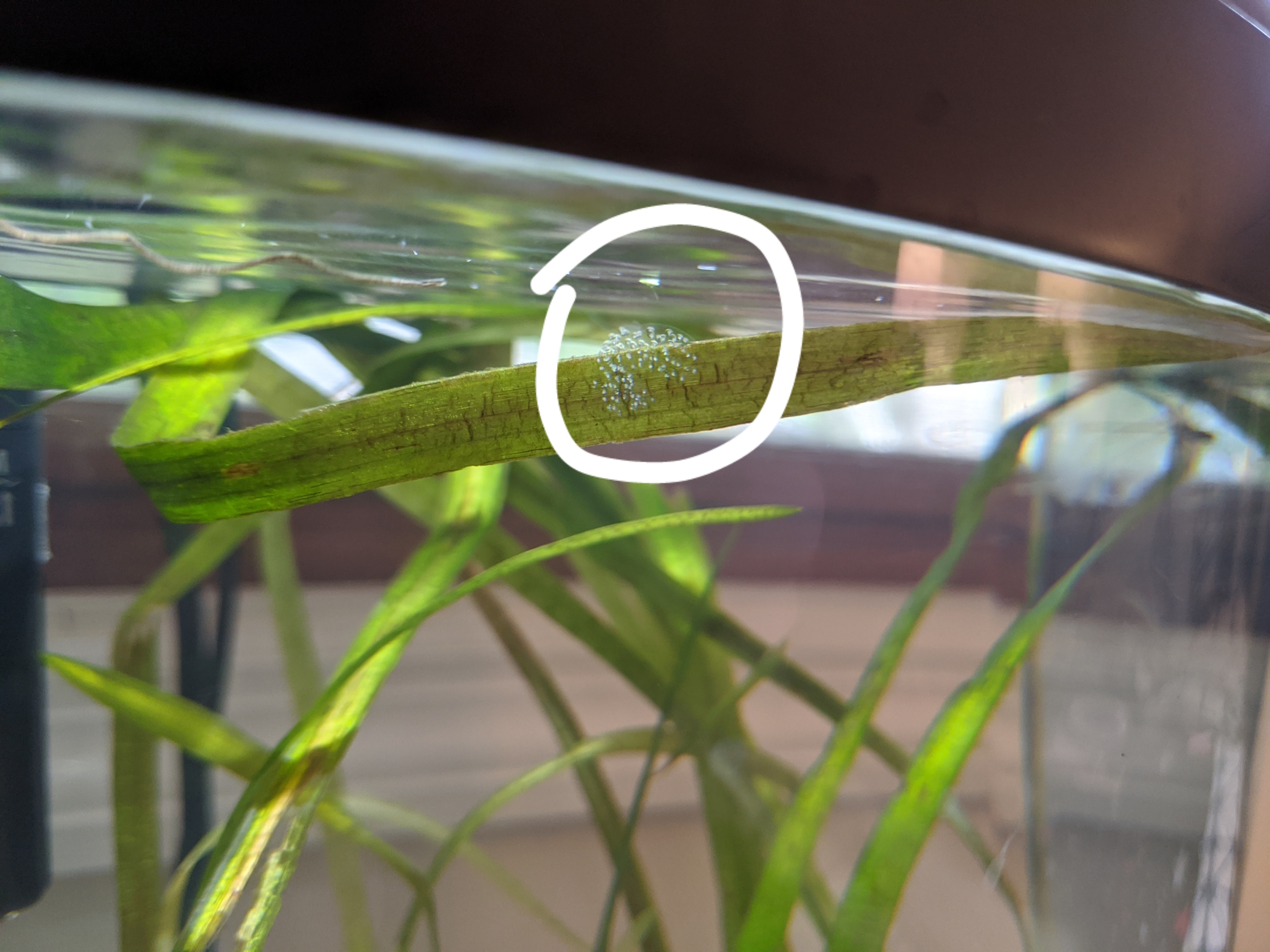 What is this slimy thing on my plant? Details in the comments r/Aquariums